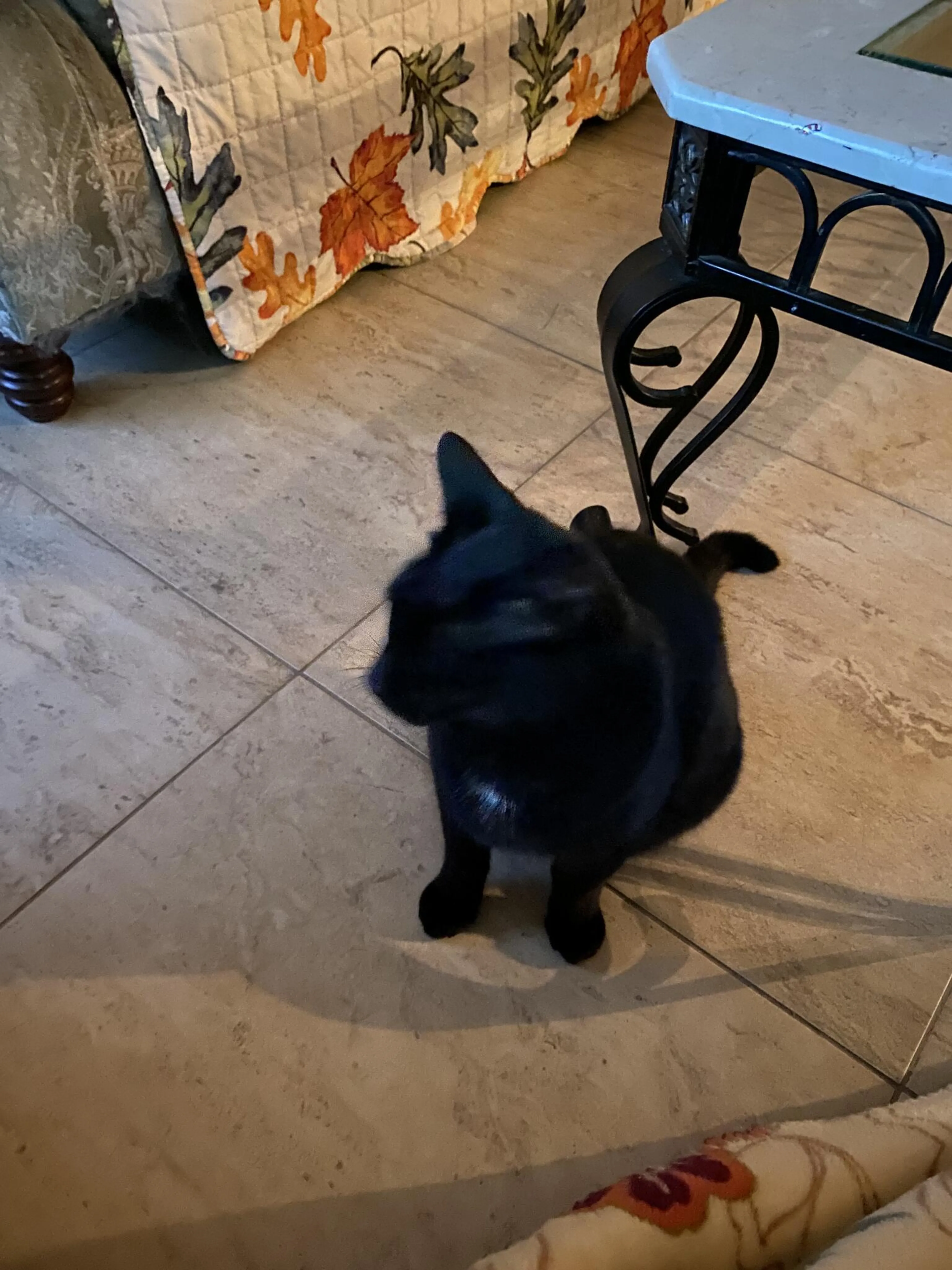 Lost pet