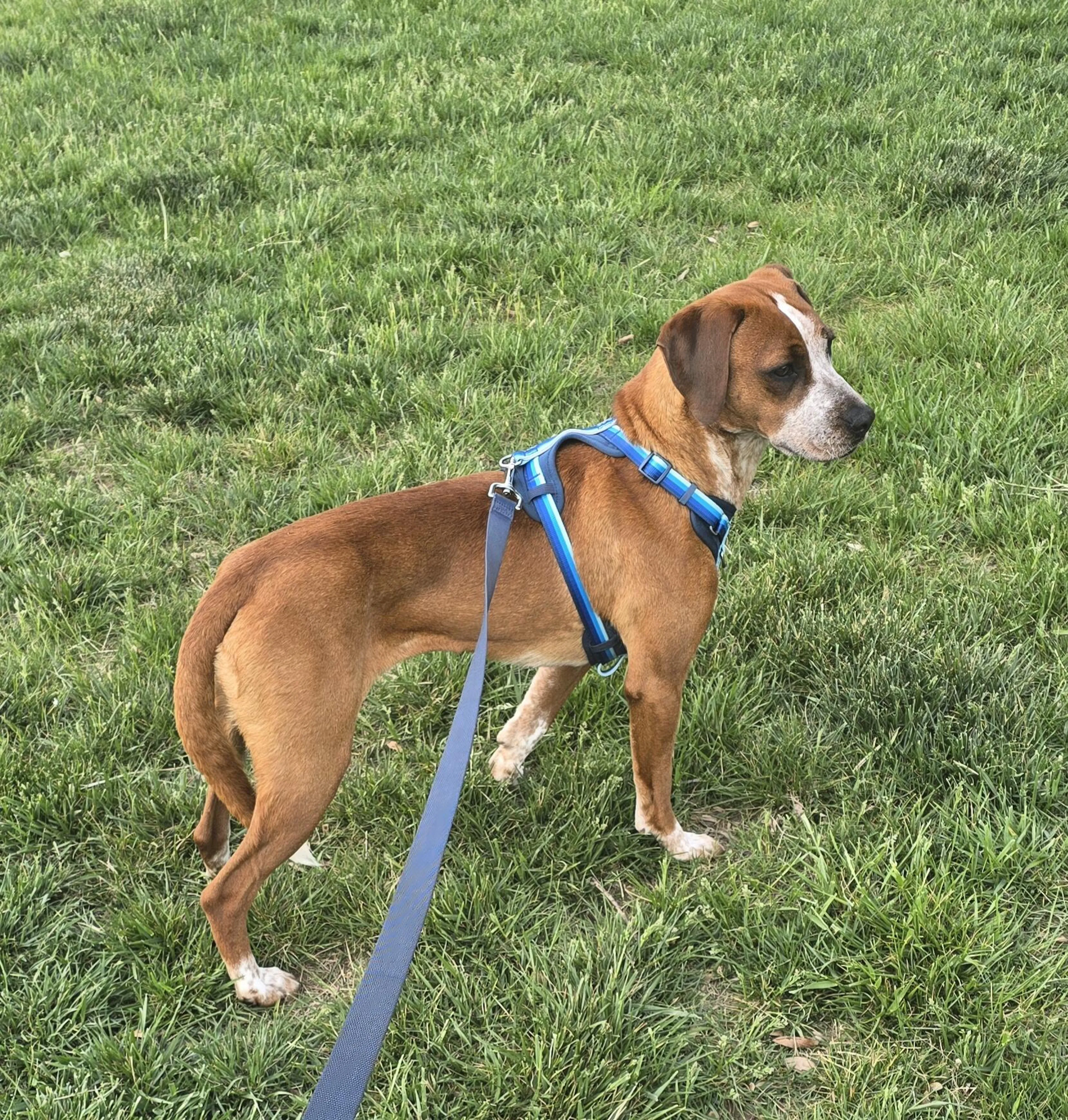 Lost pet