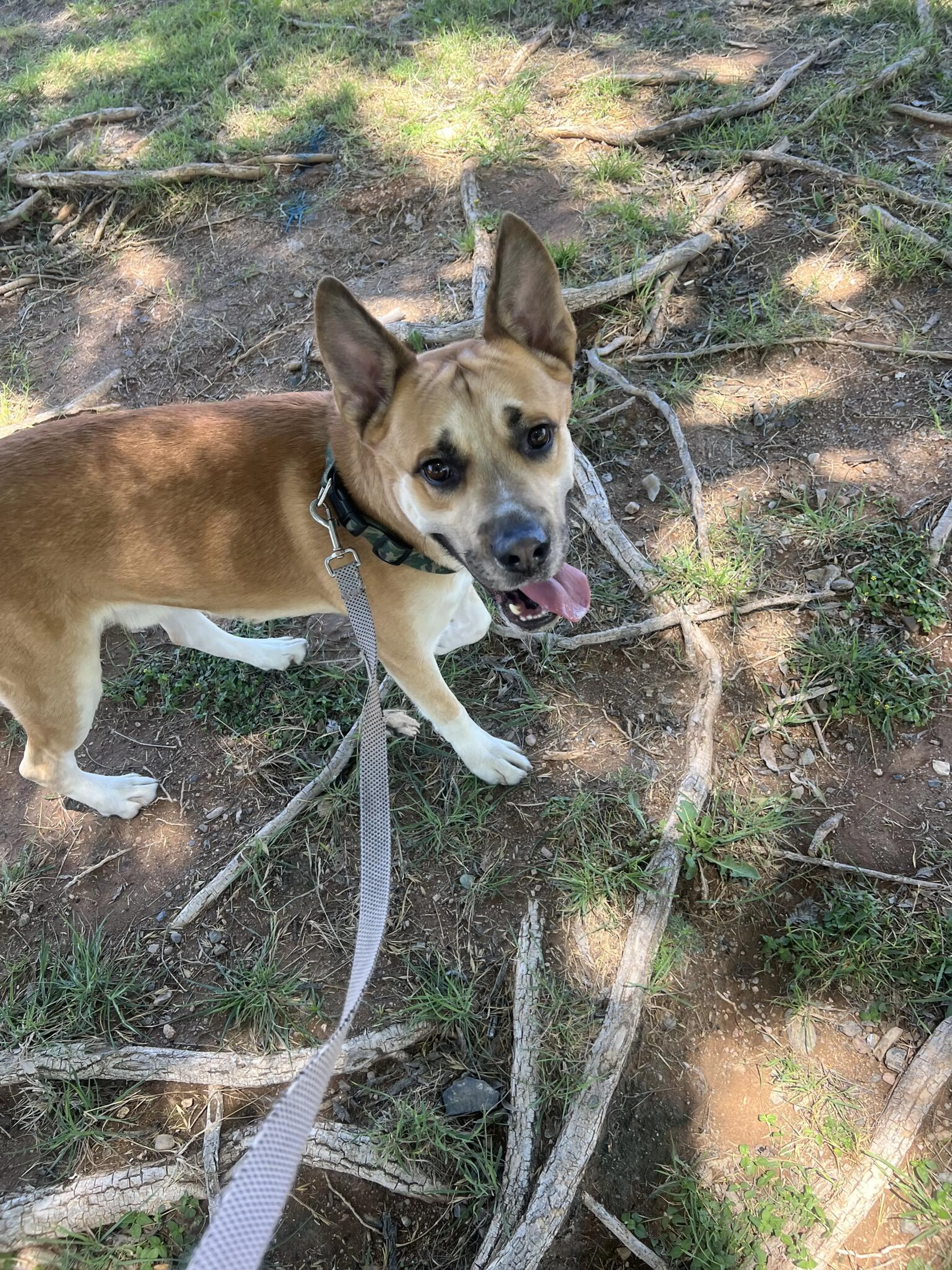 Found pet