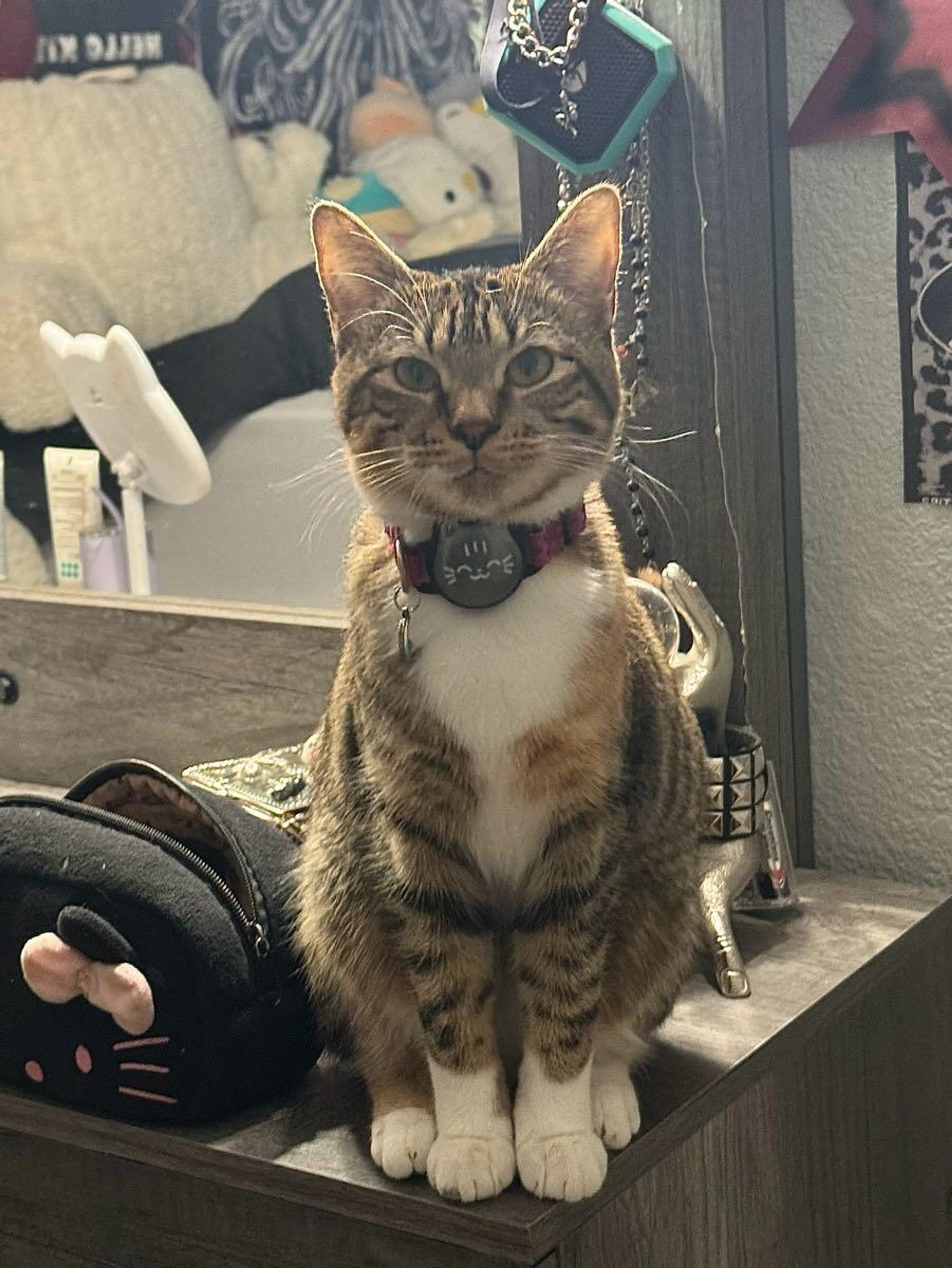Lost pet