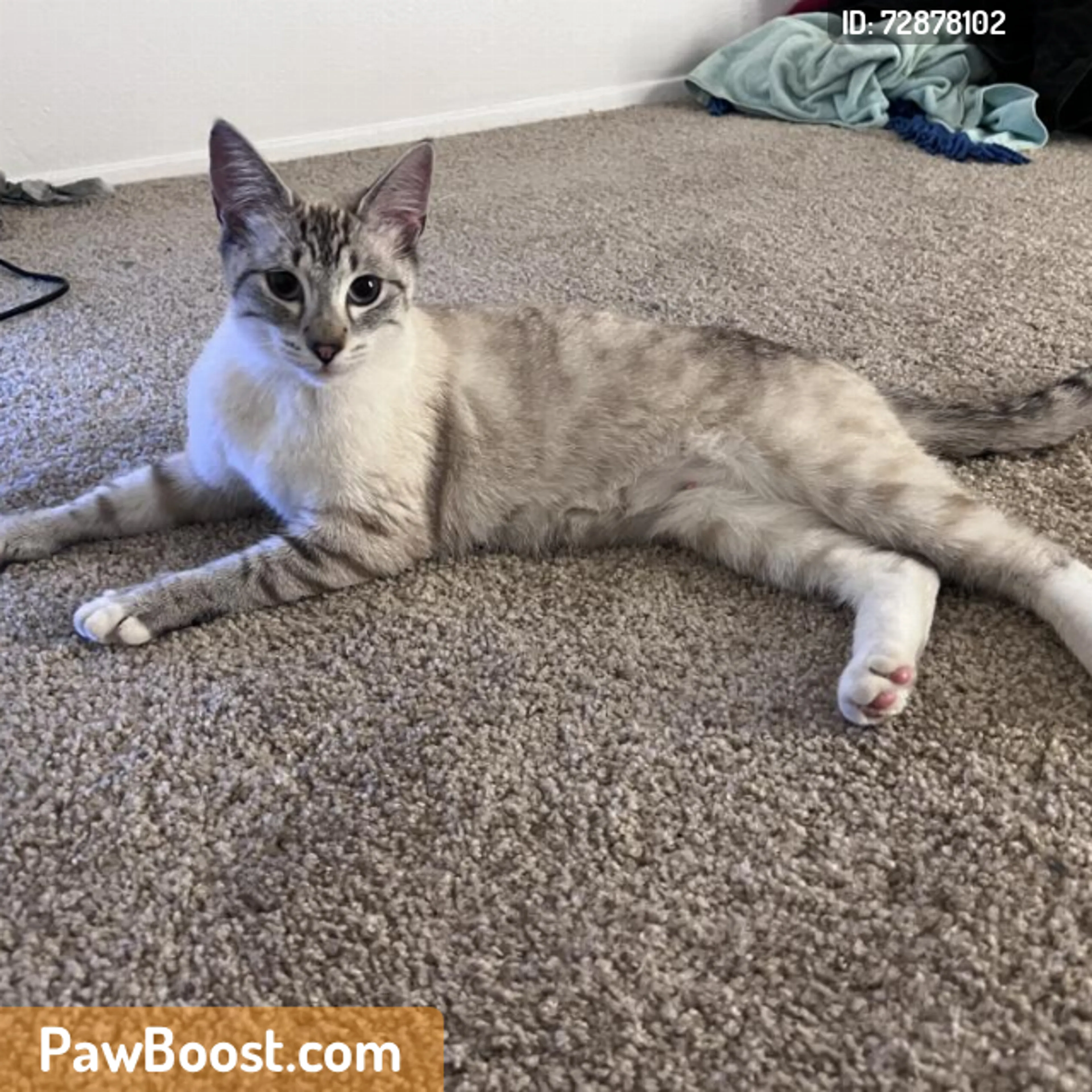 Found pet