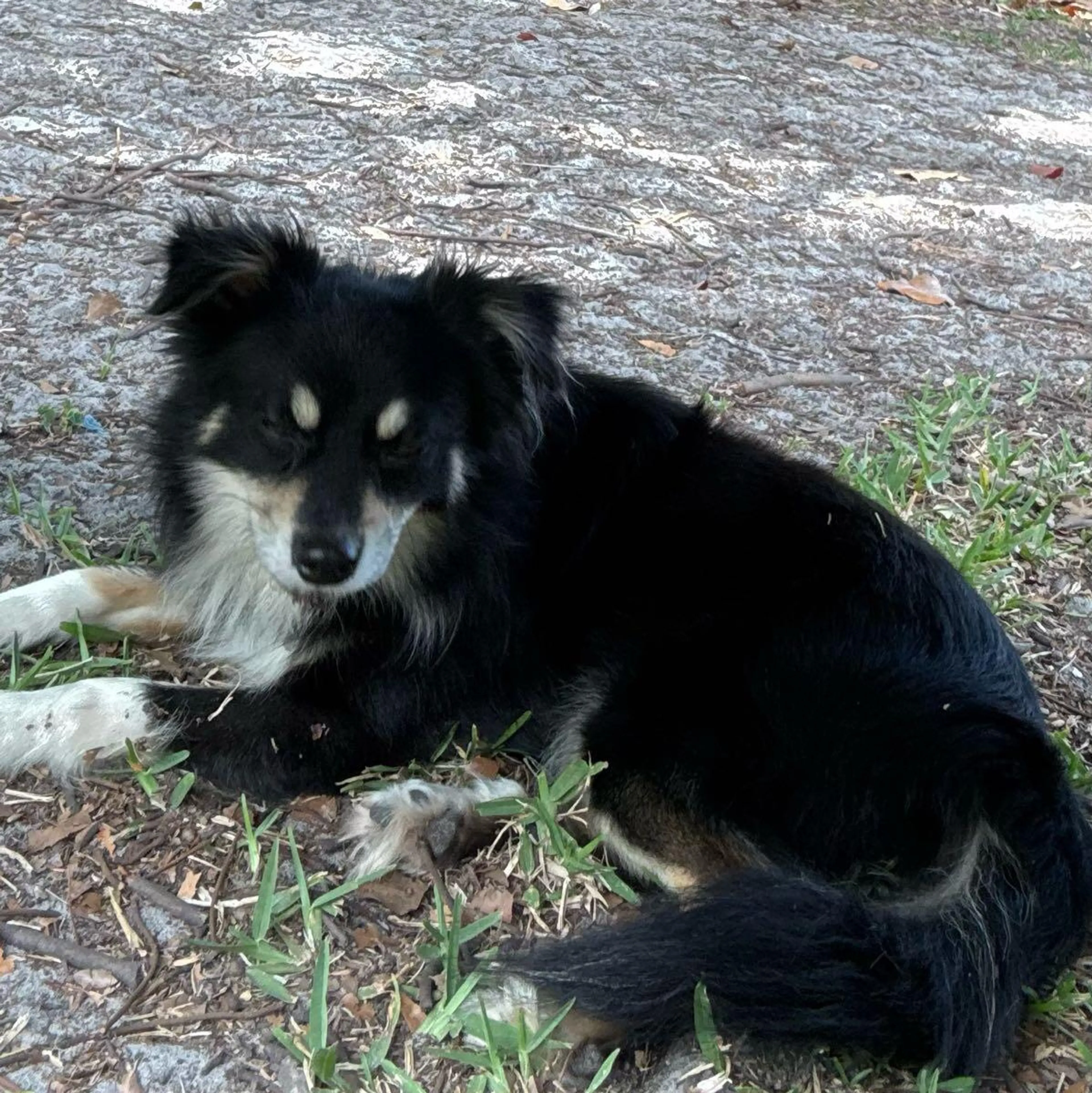 Lost pet