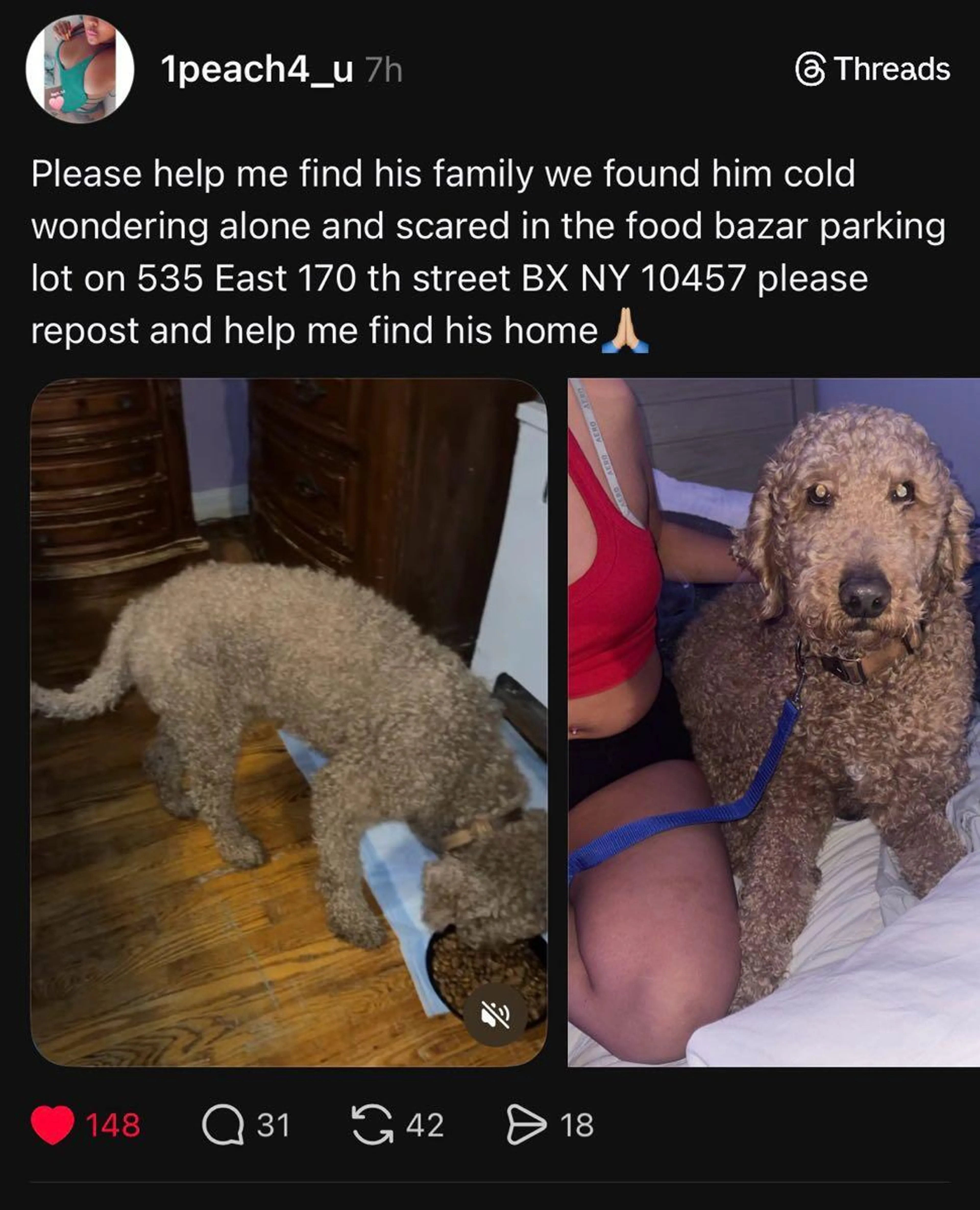Found pet
