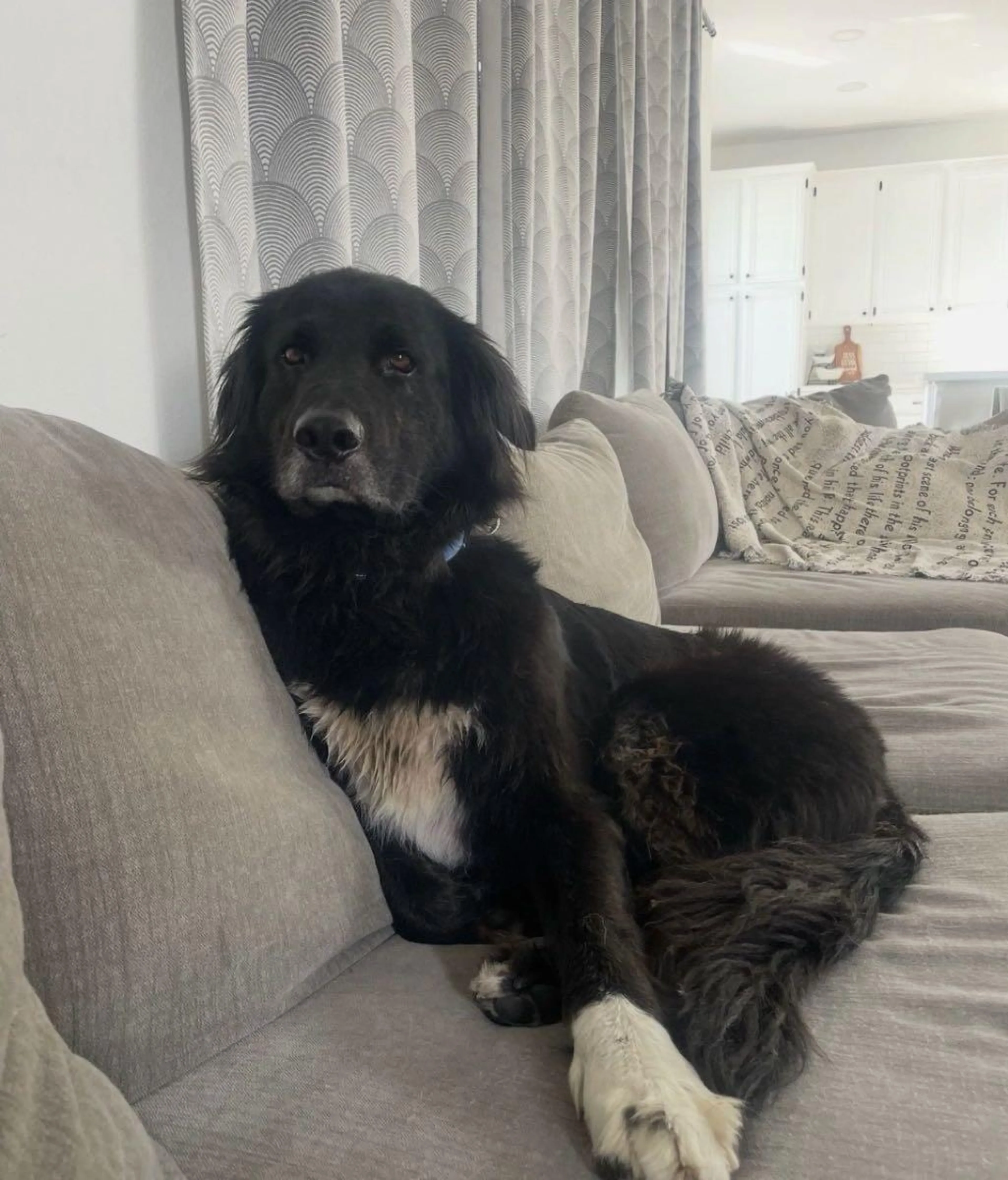 Lost pet