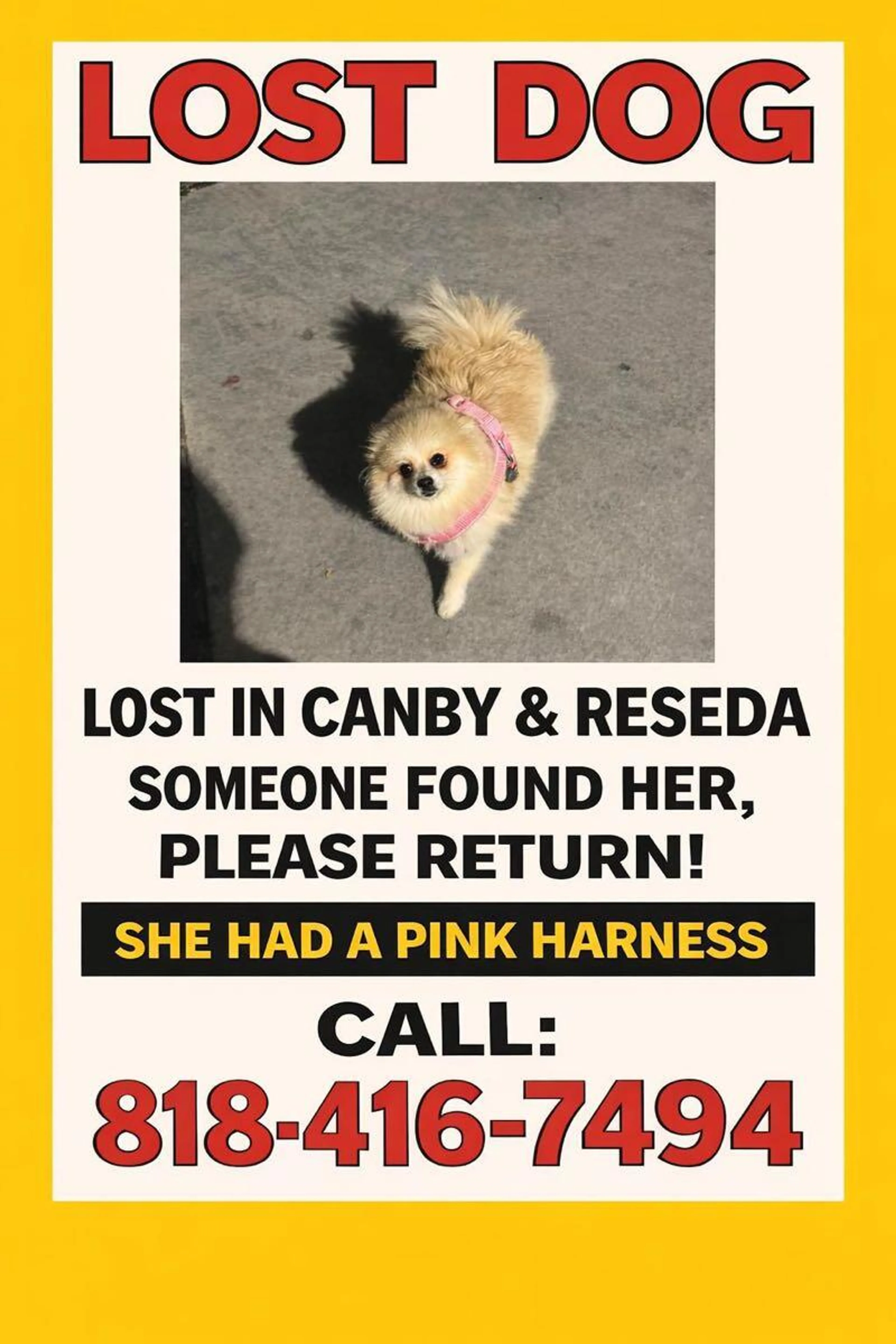 Lost pet