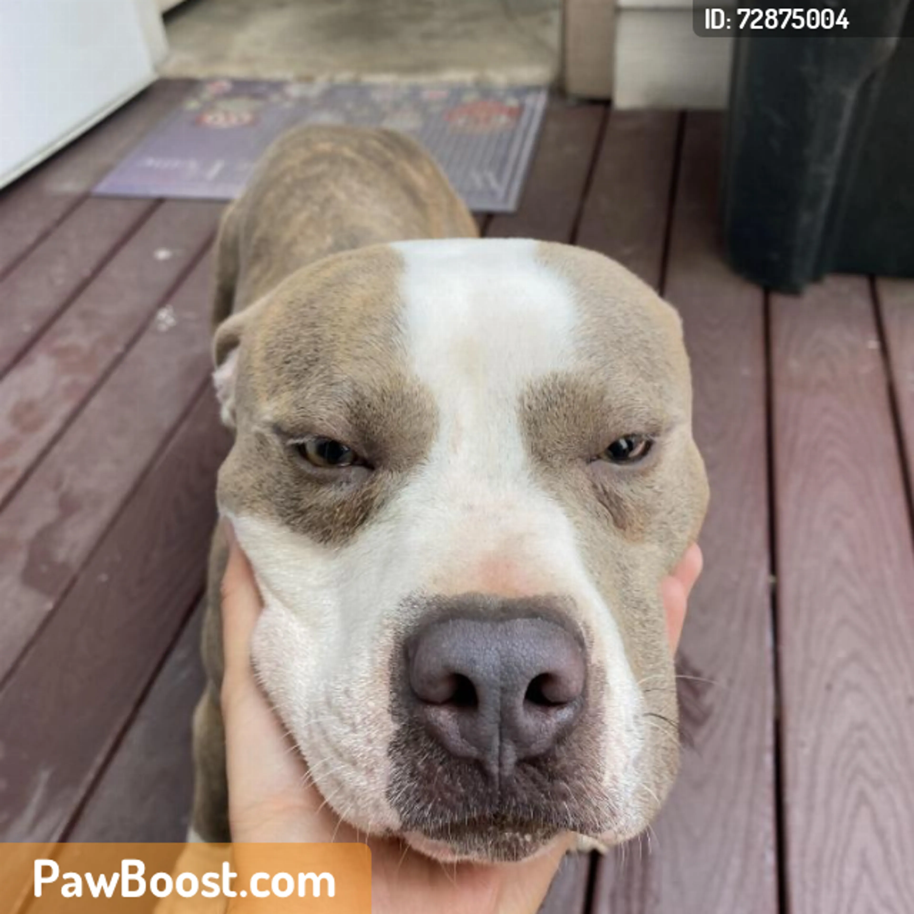 Found pet