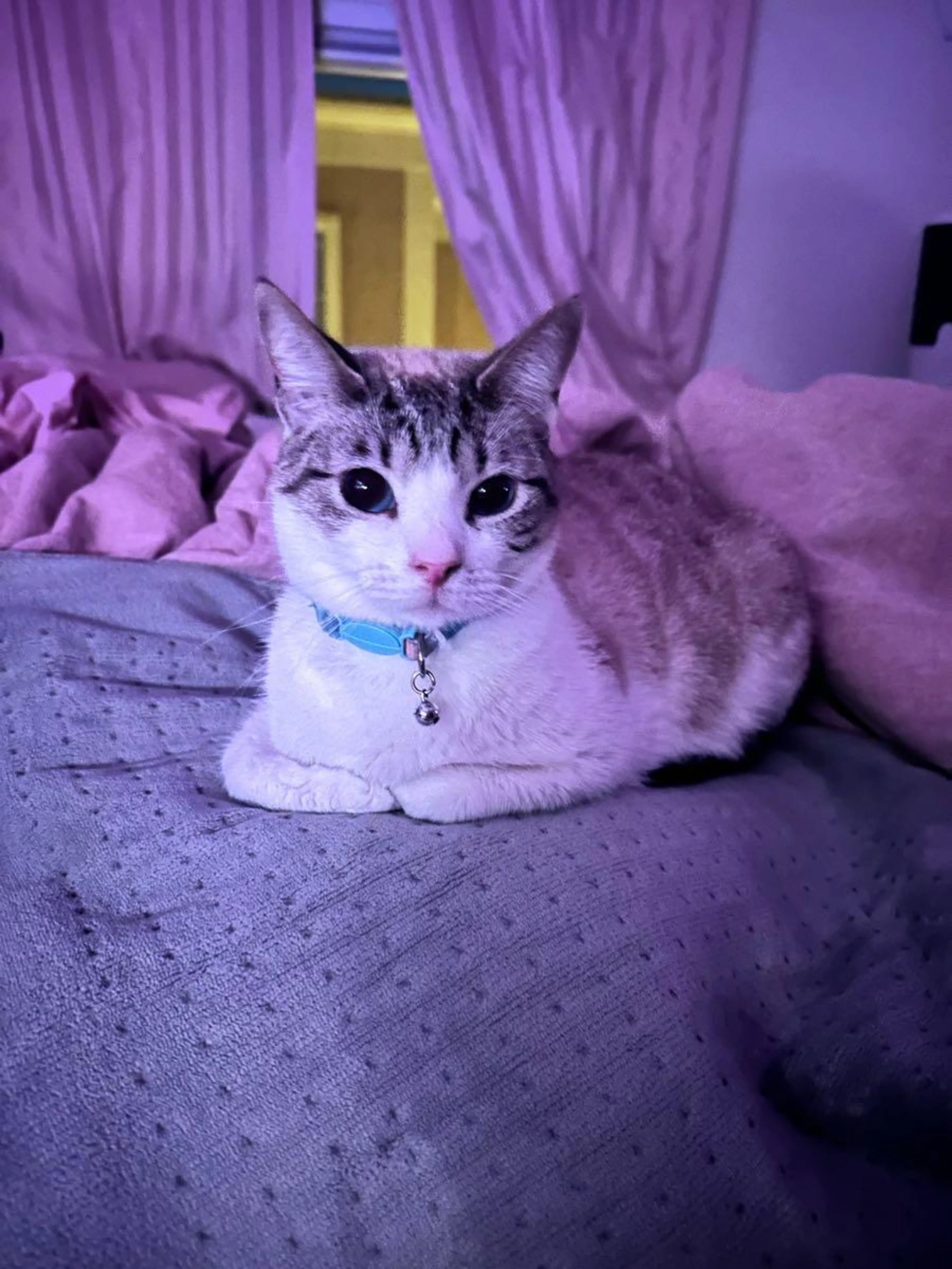 Lost pet