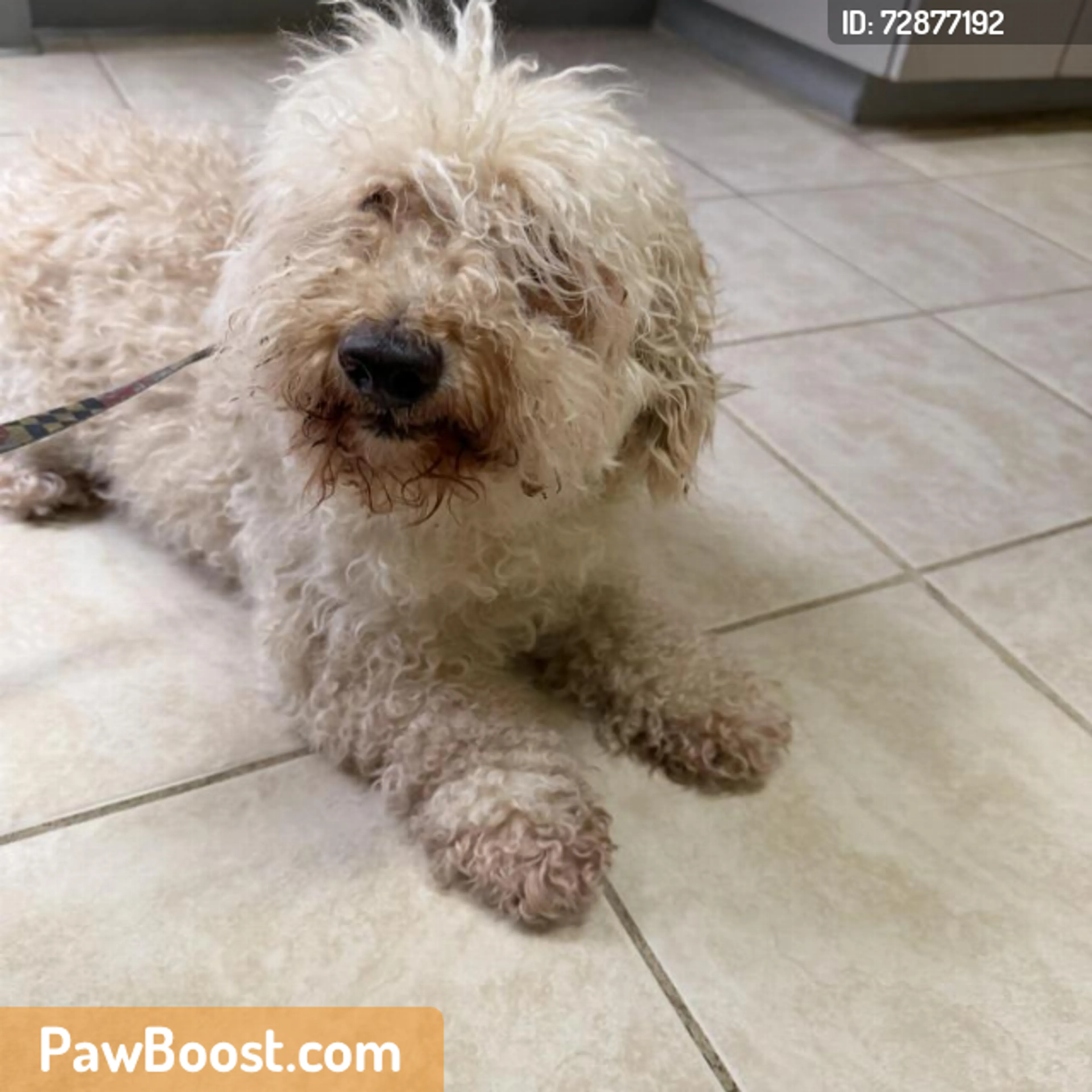 Found pet
