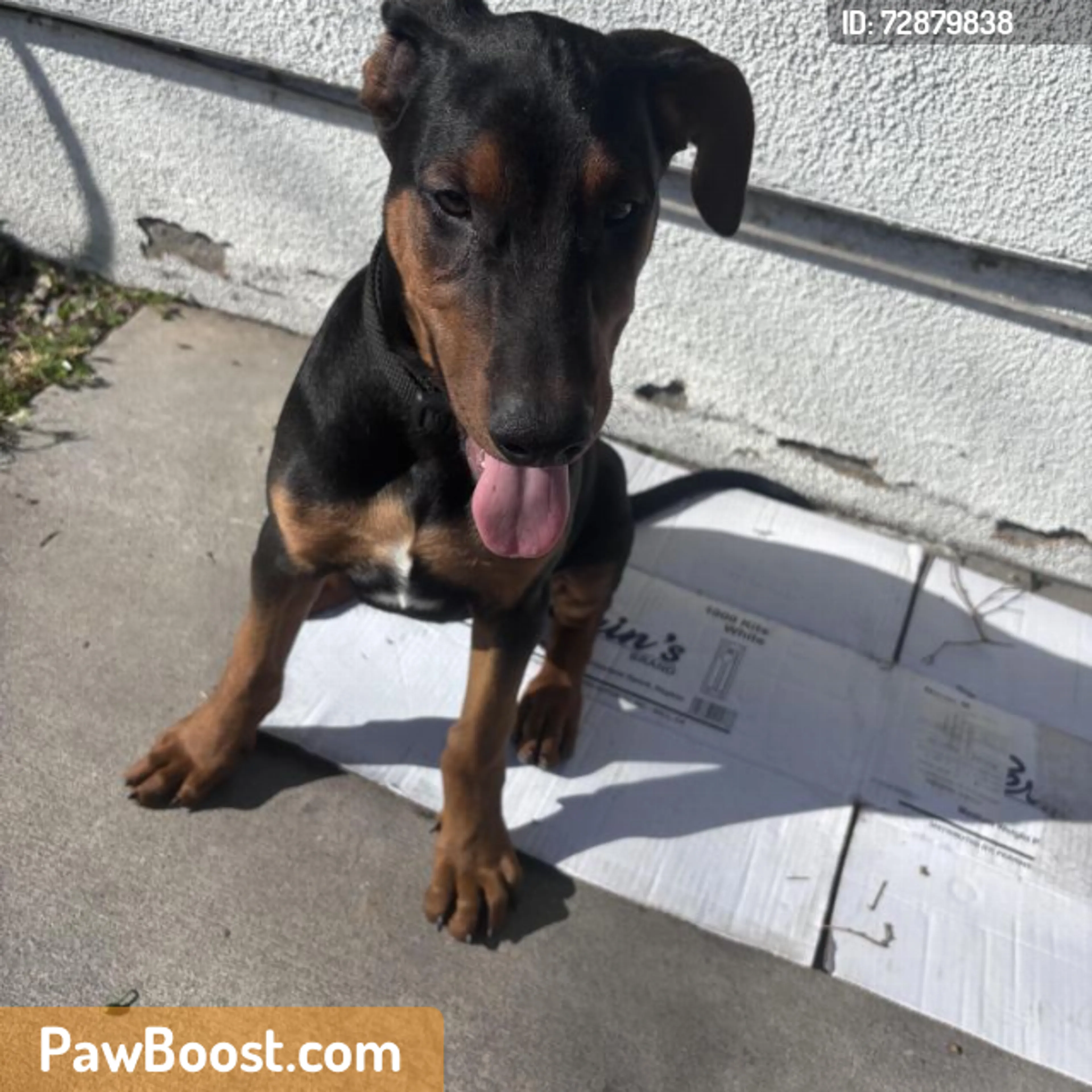 Found pet