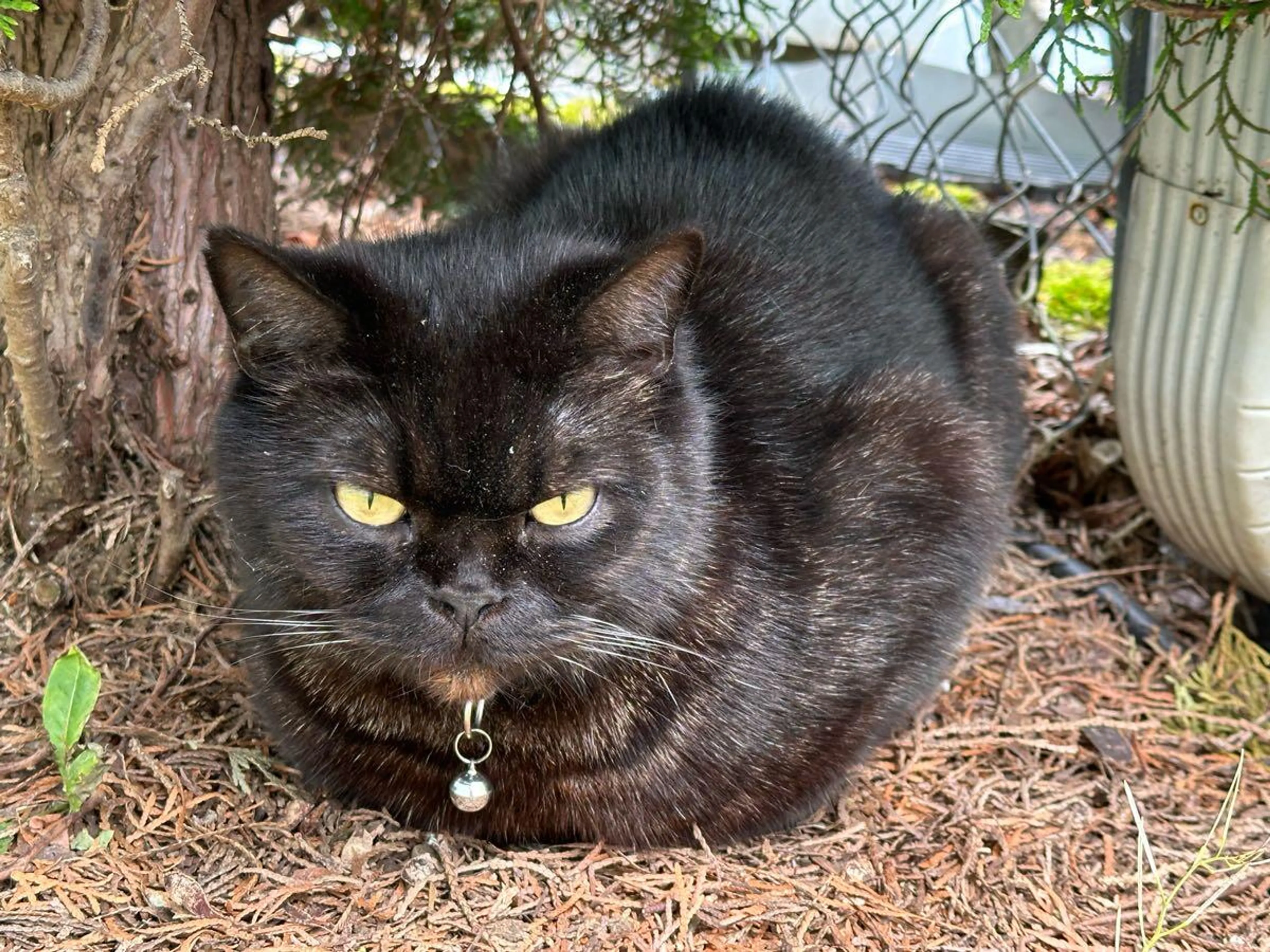 Found pet