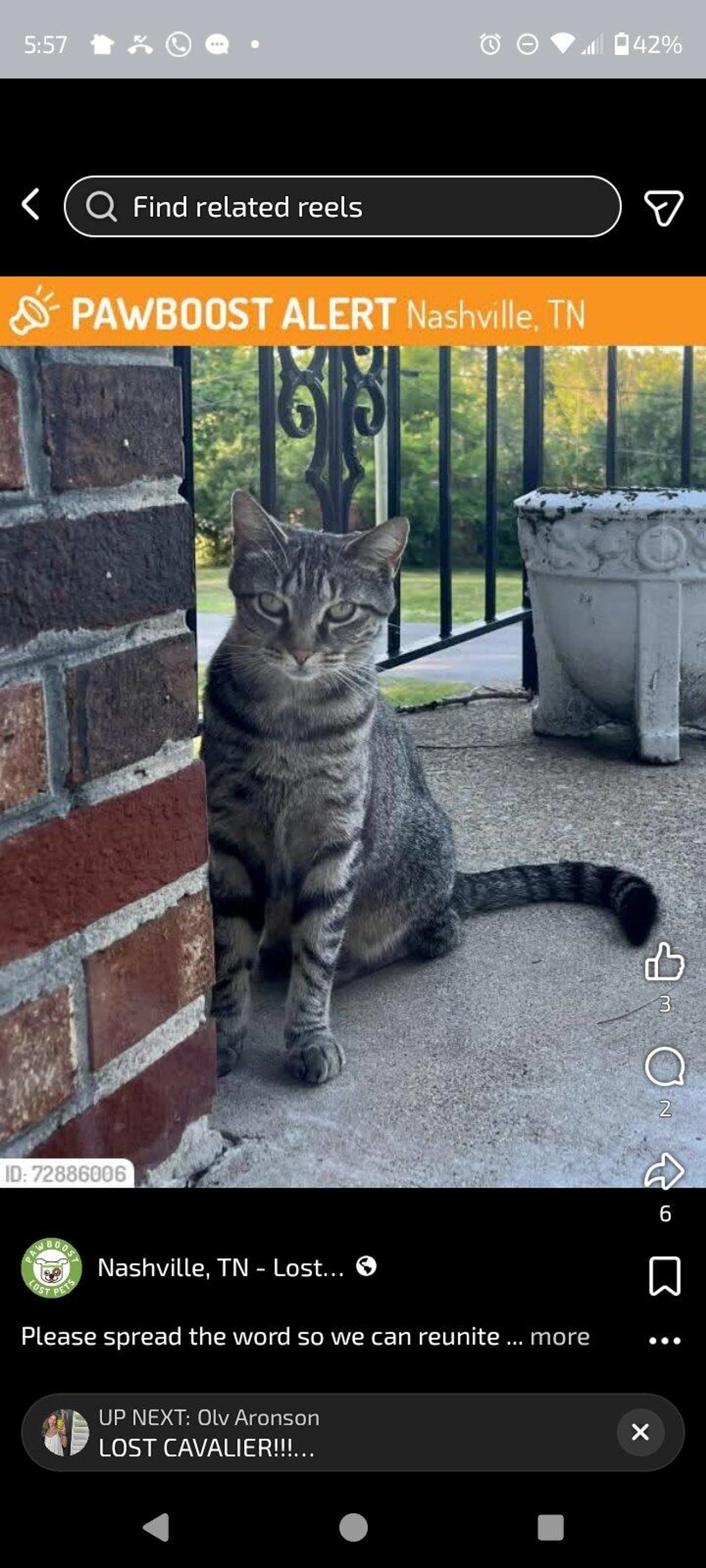 Found pet