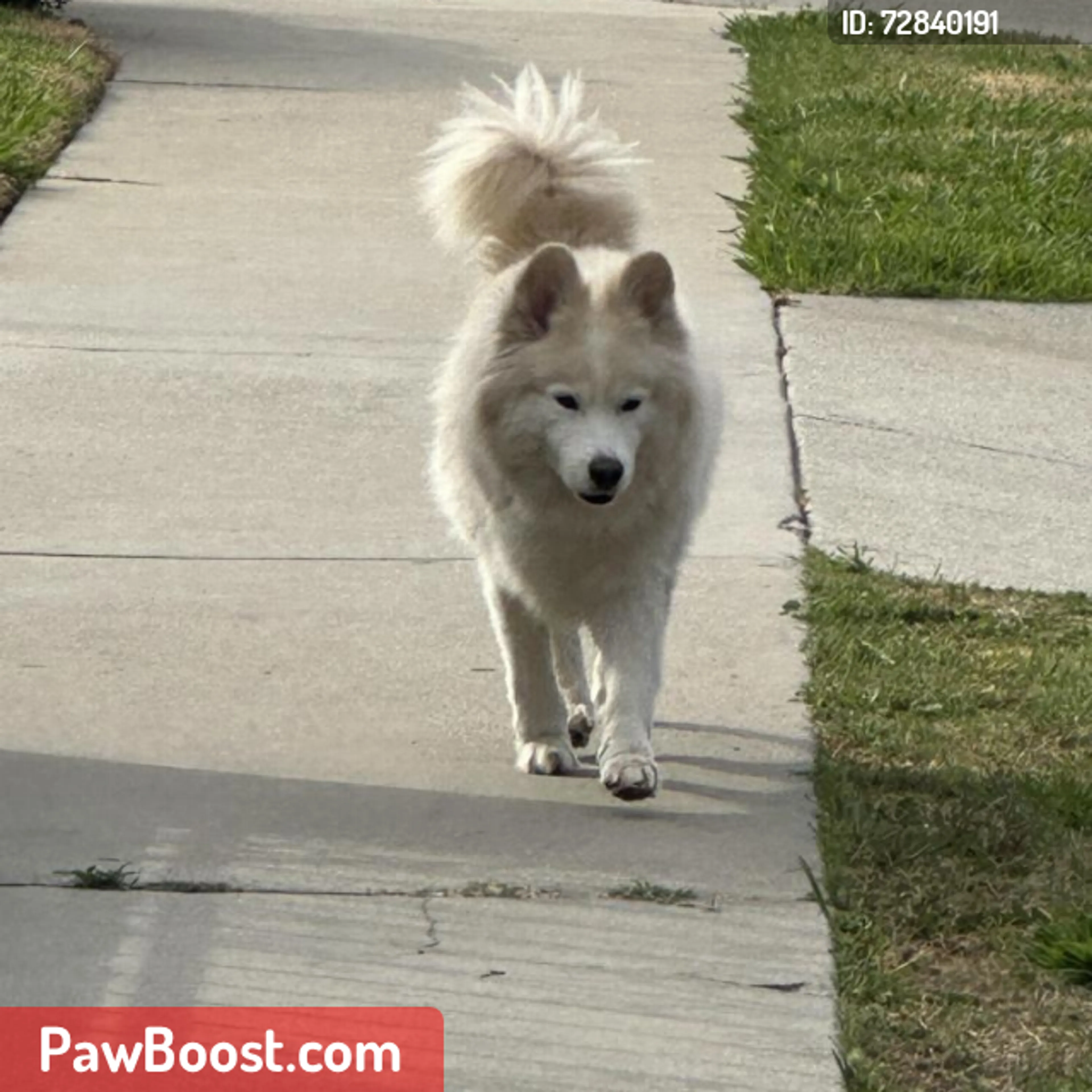 Lost pet
