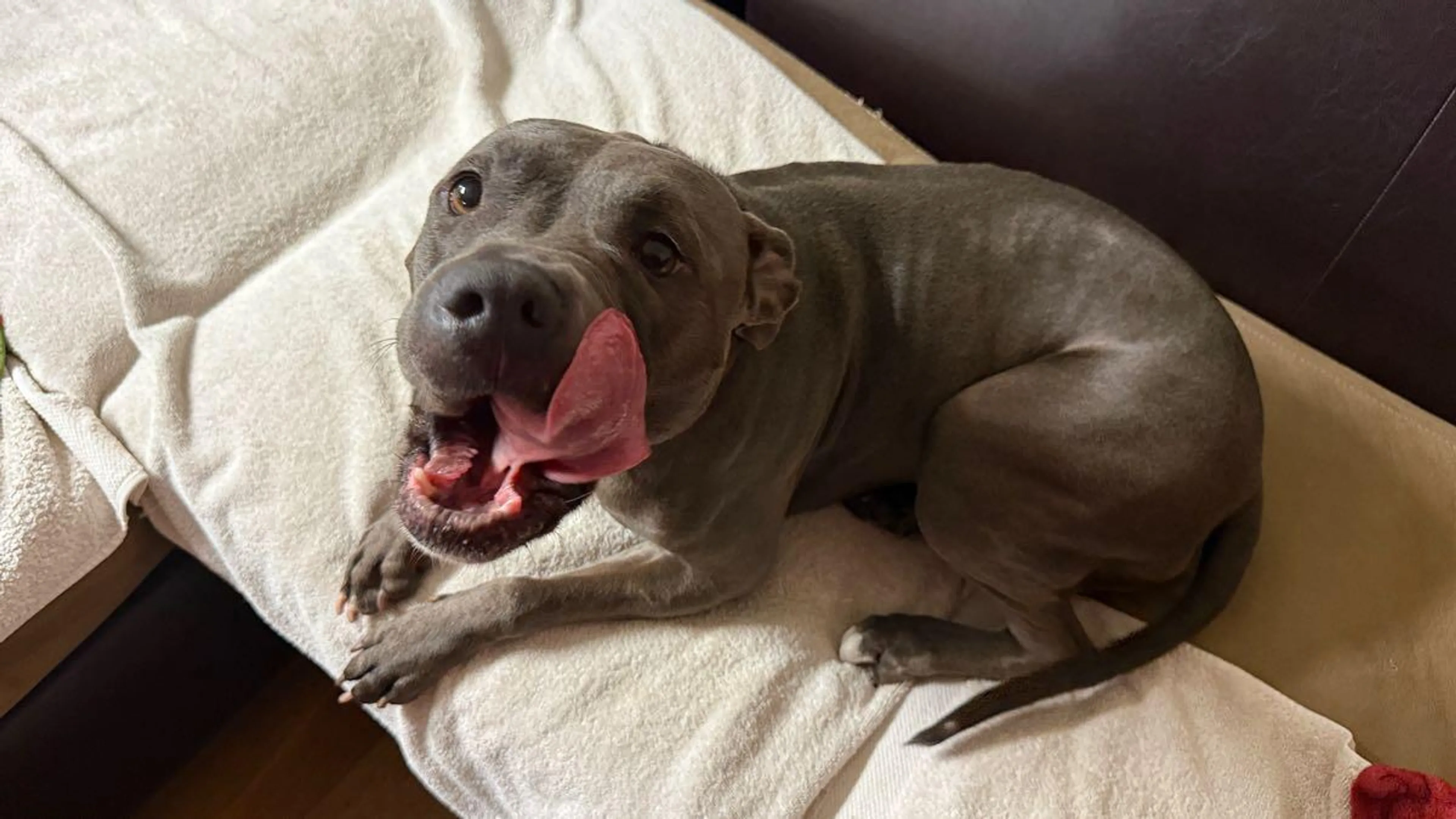 Found pet