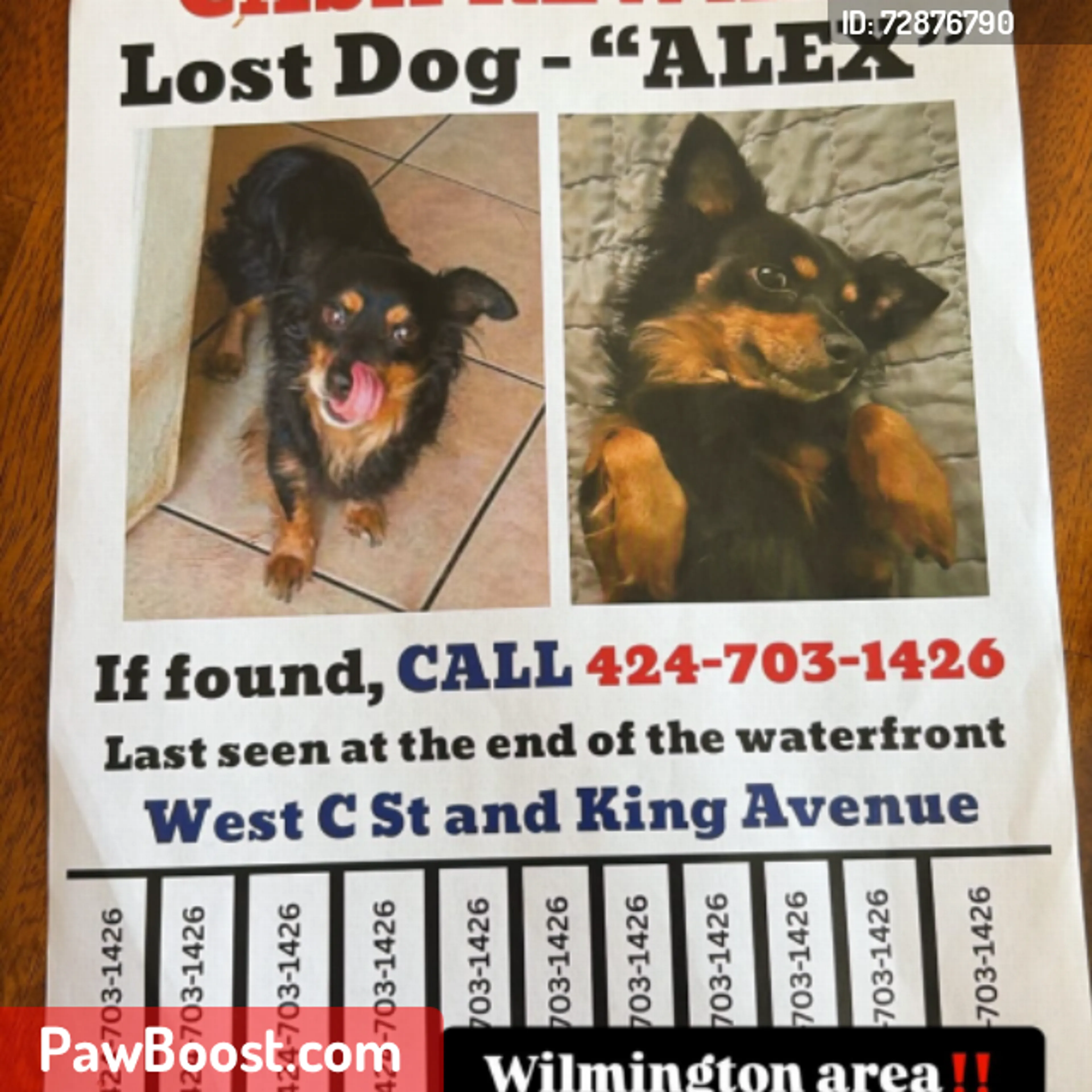 Lost pet