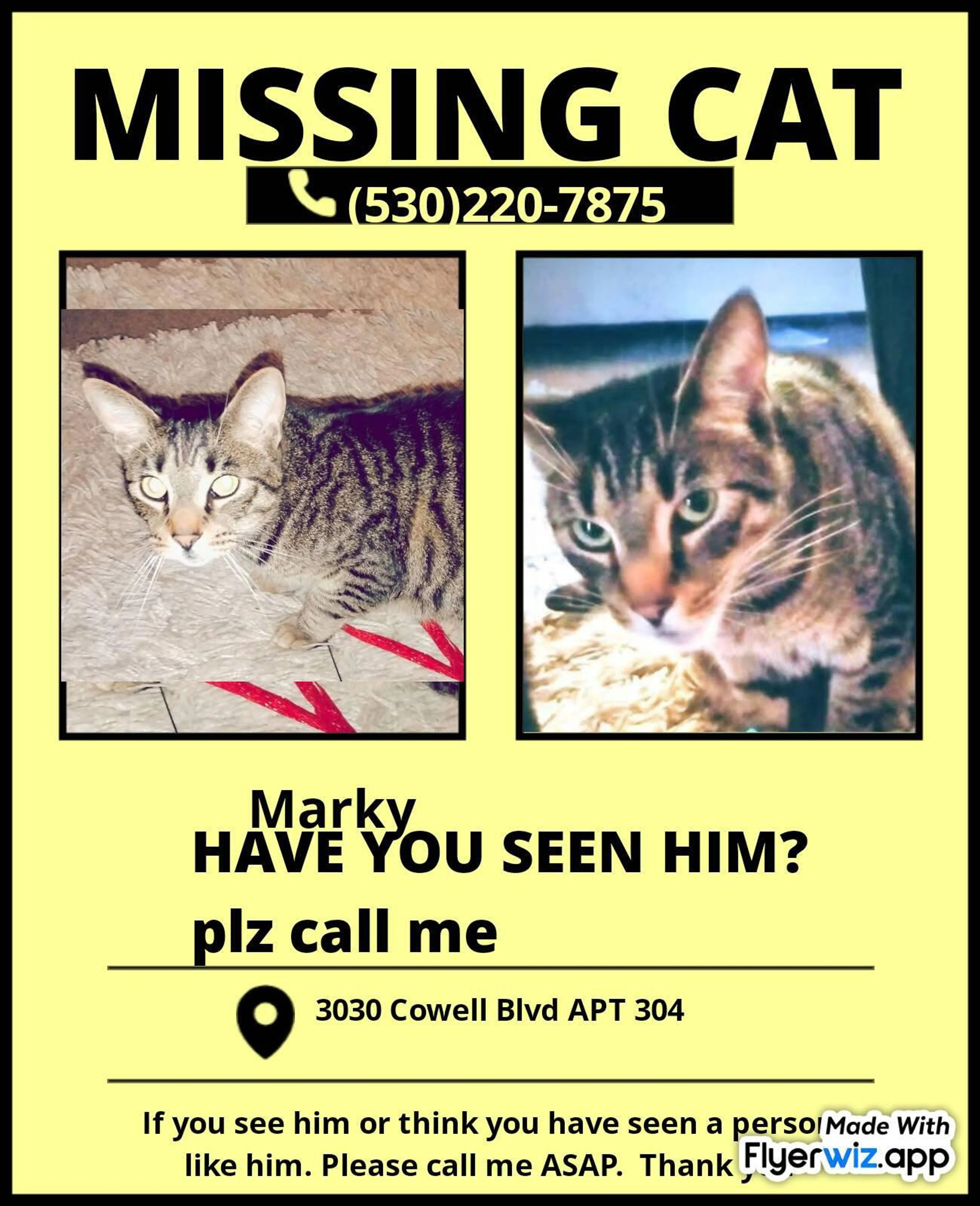 Lost pet