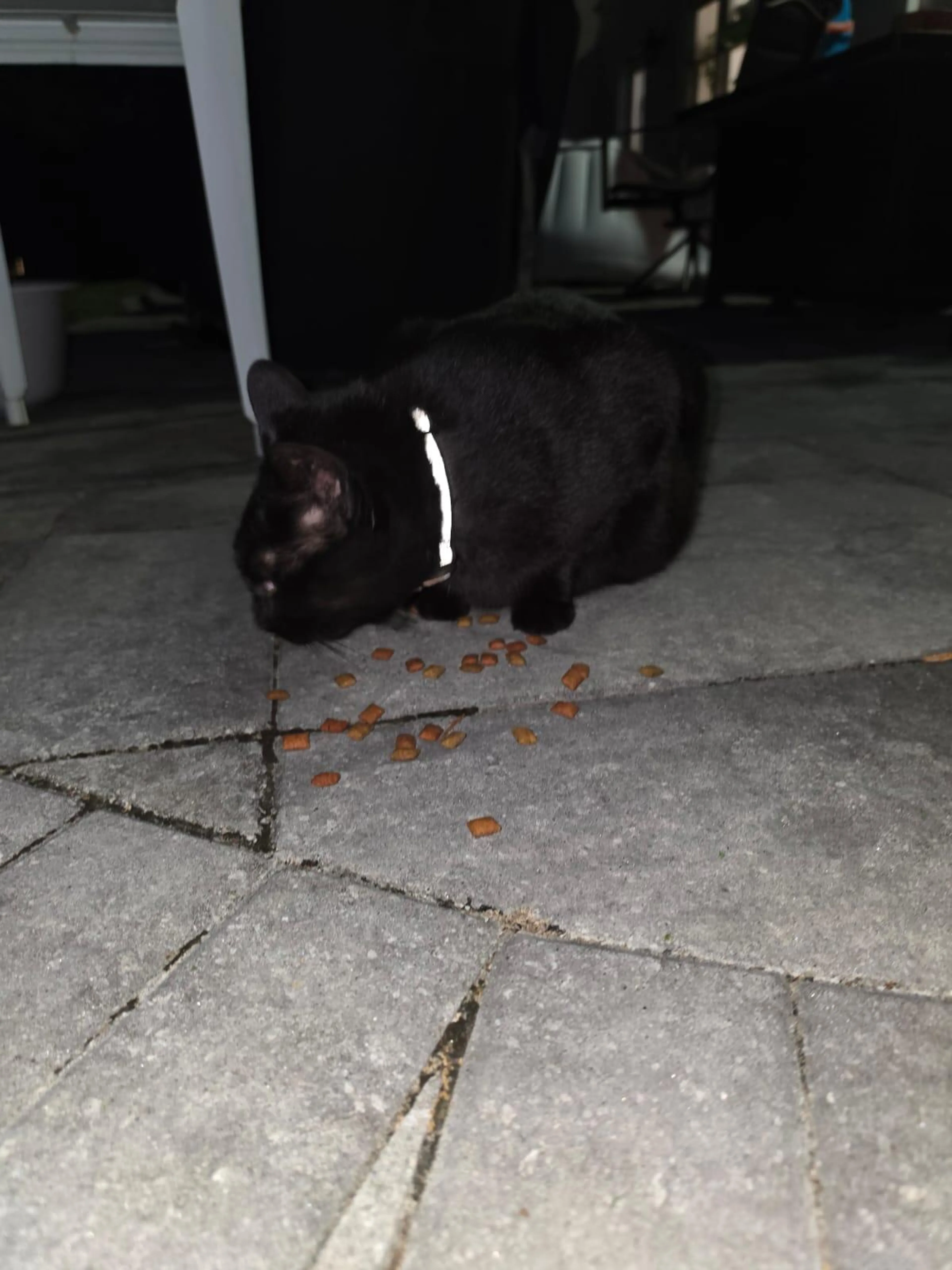 Found pet