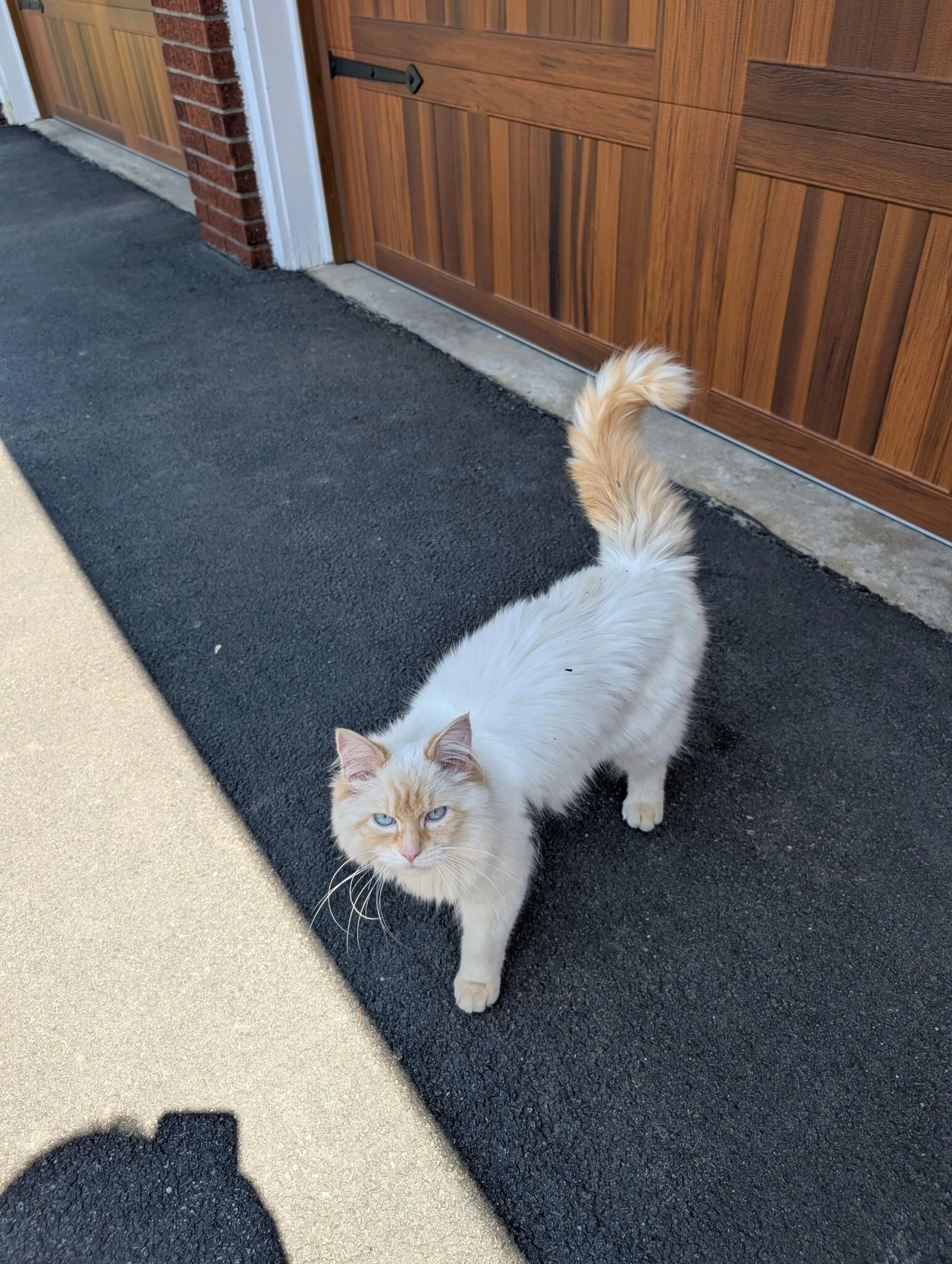 Found pet