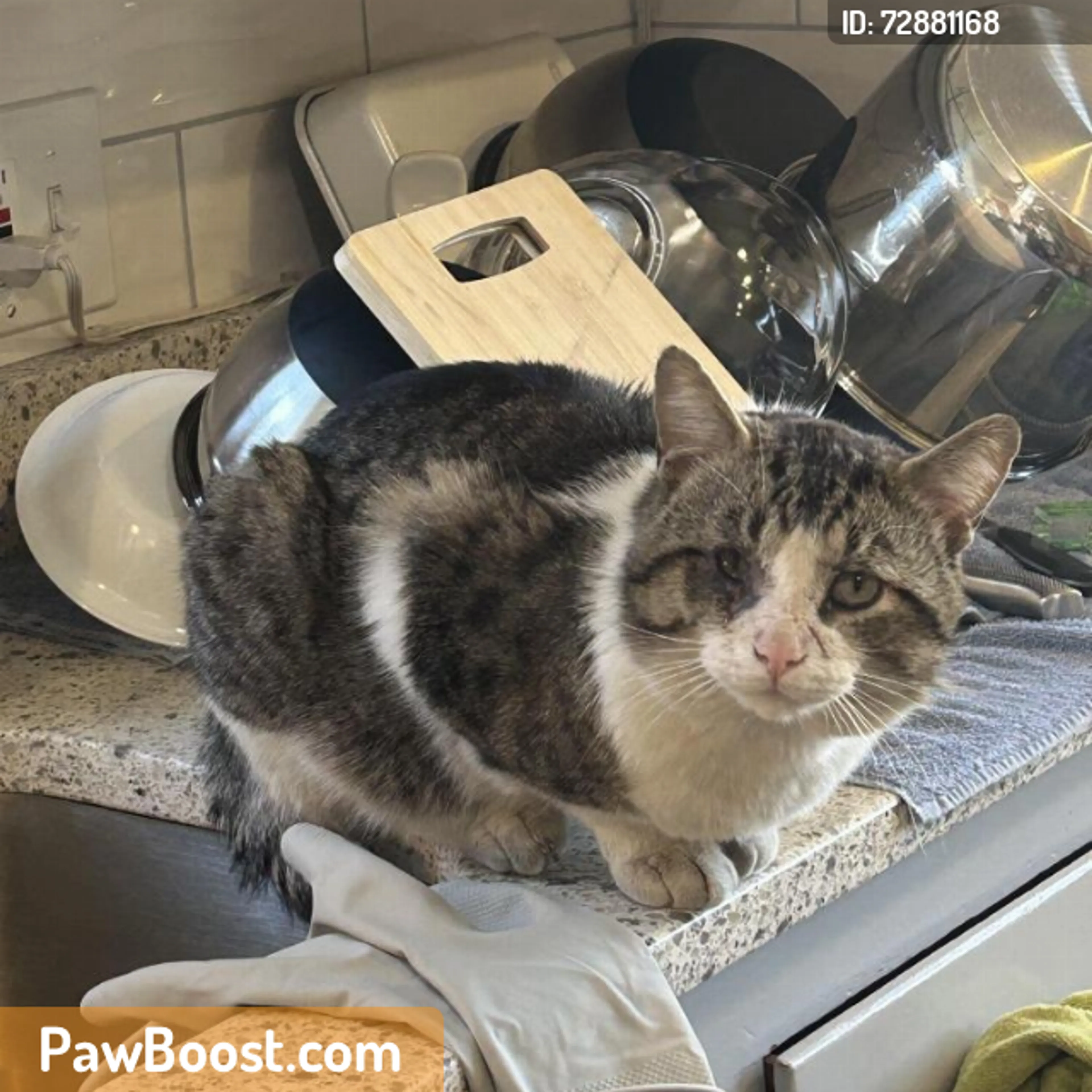 Found pet
