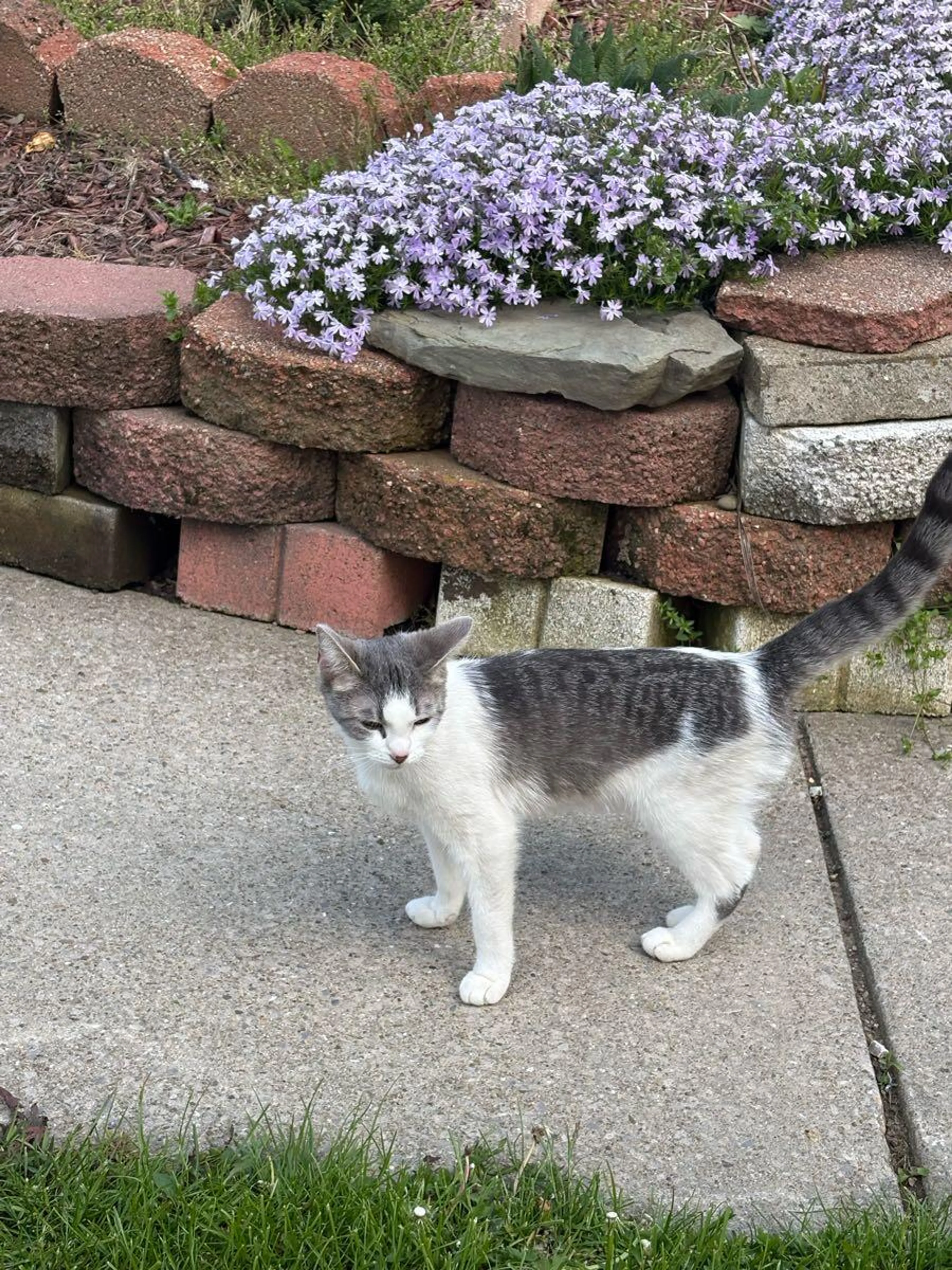 Lost pet
