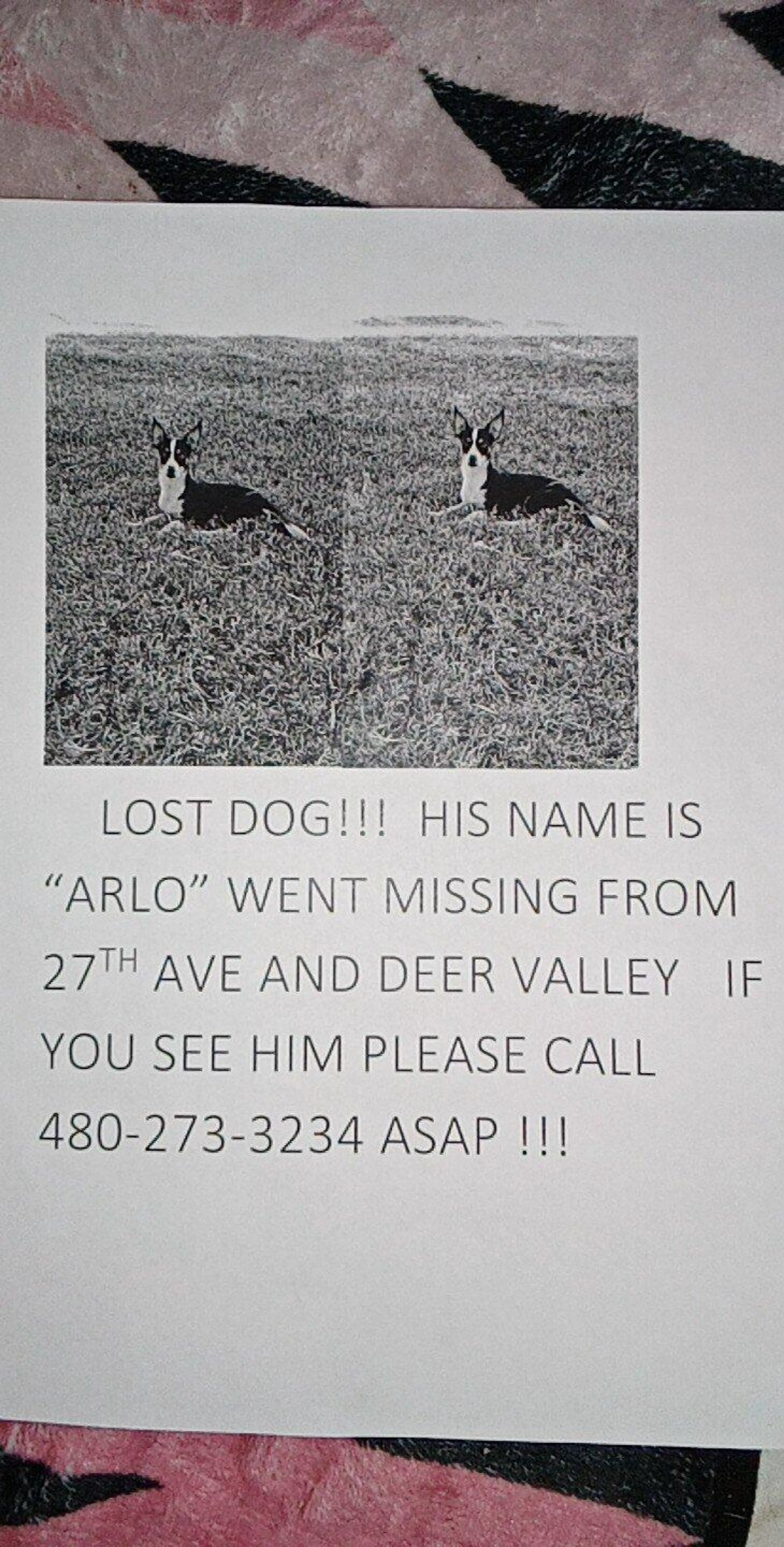 Lost pet