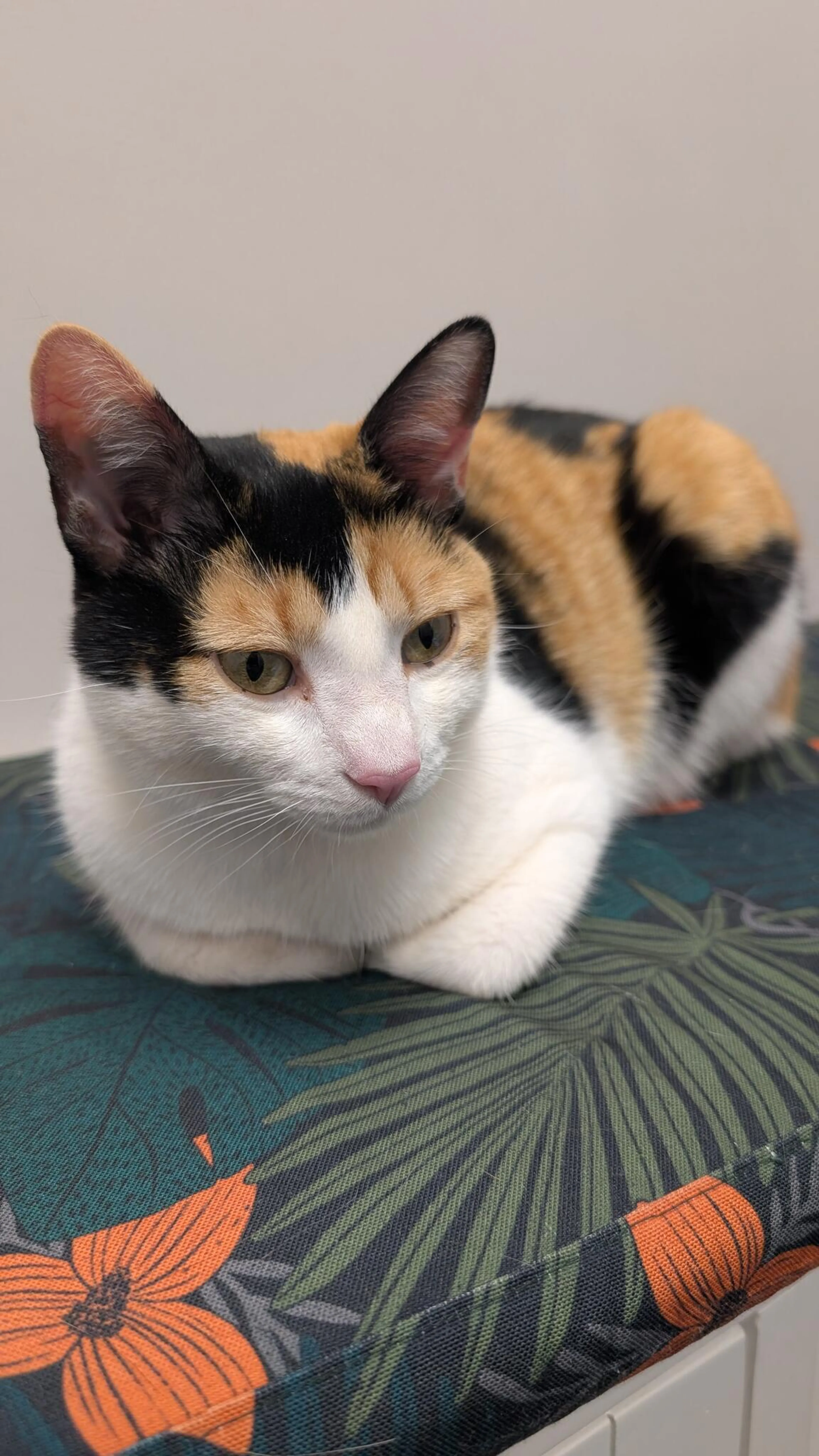 Lost pet