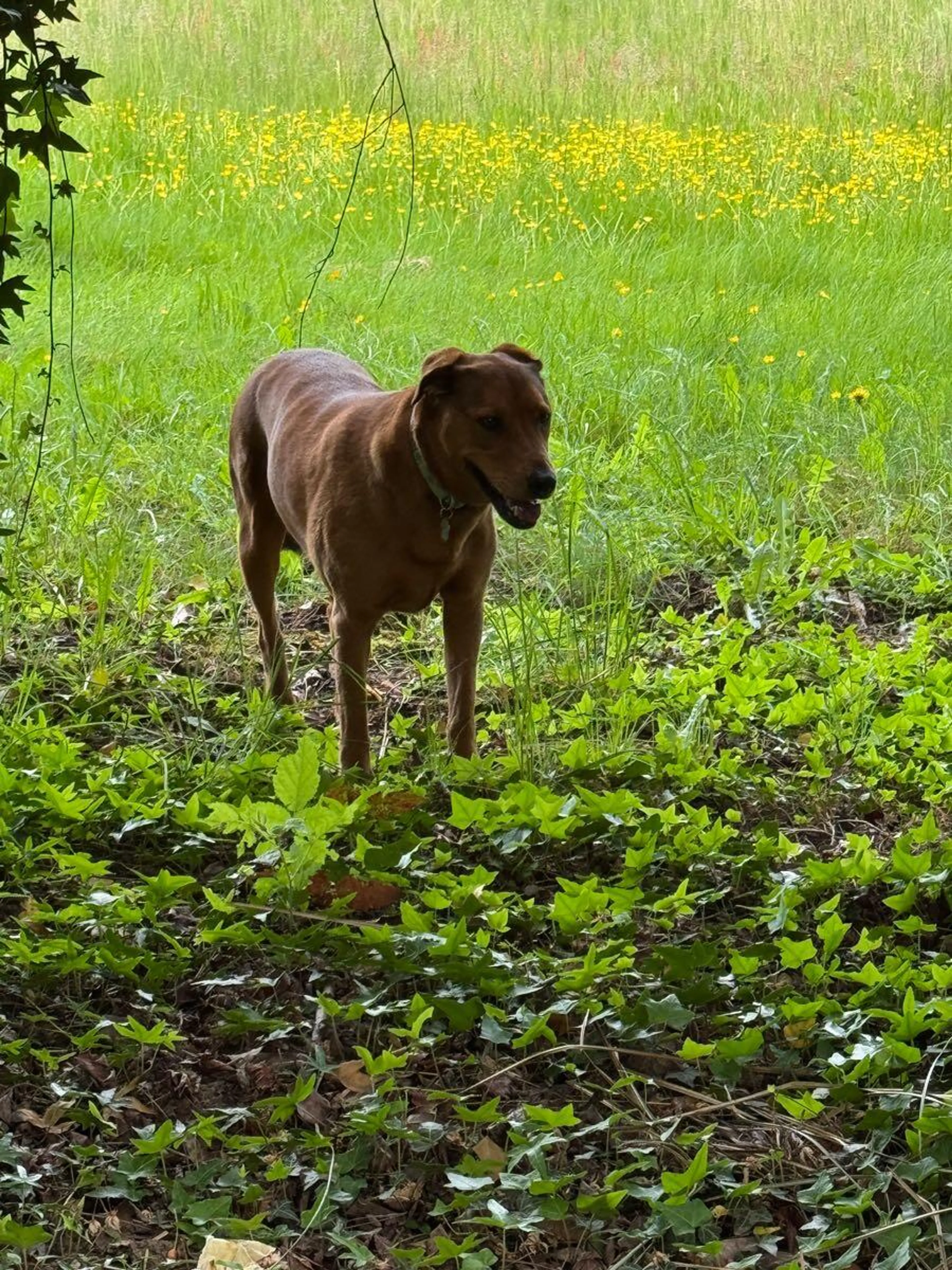 Found pet