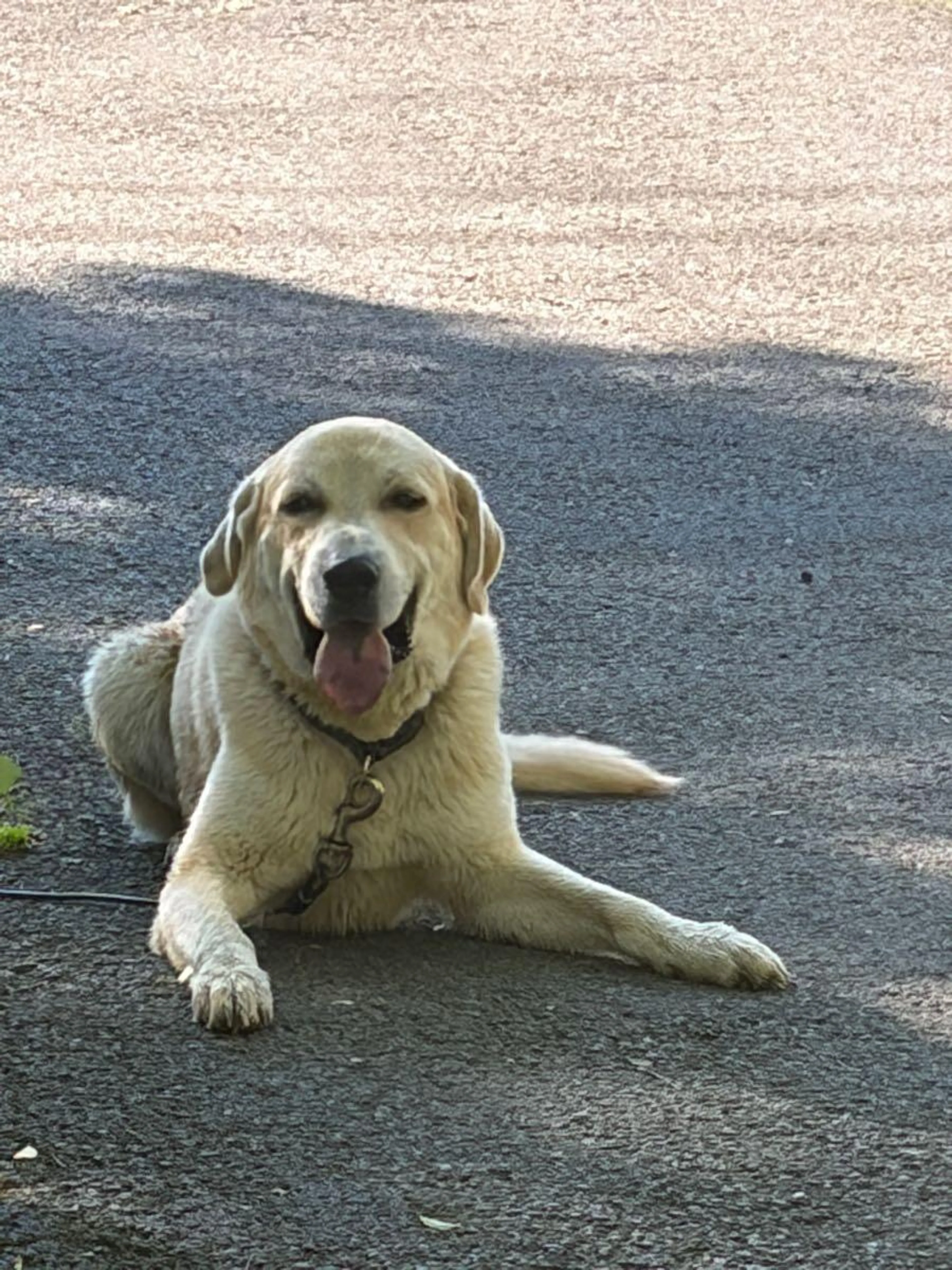 Found pet