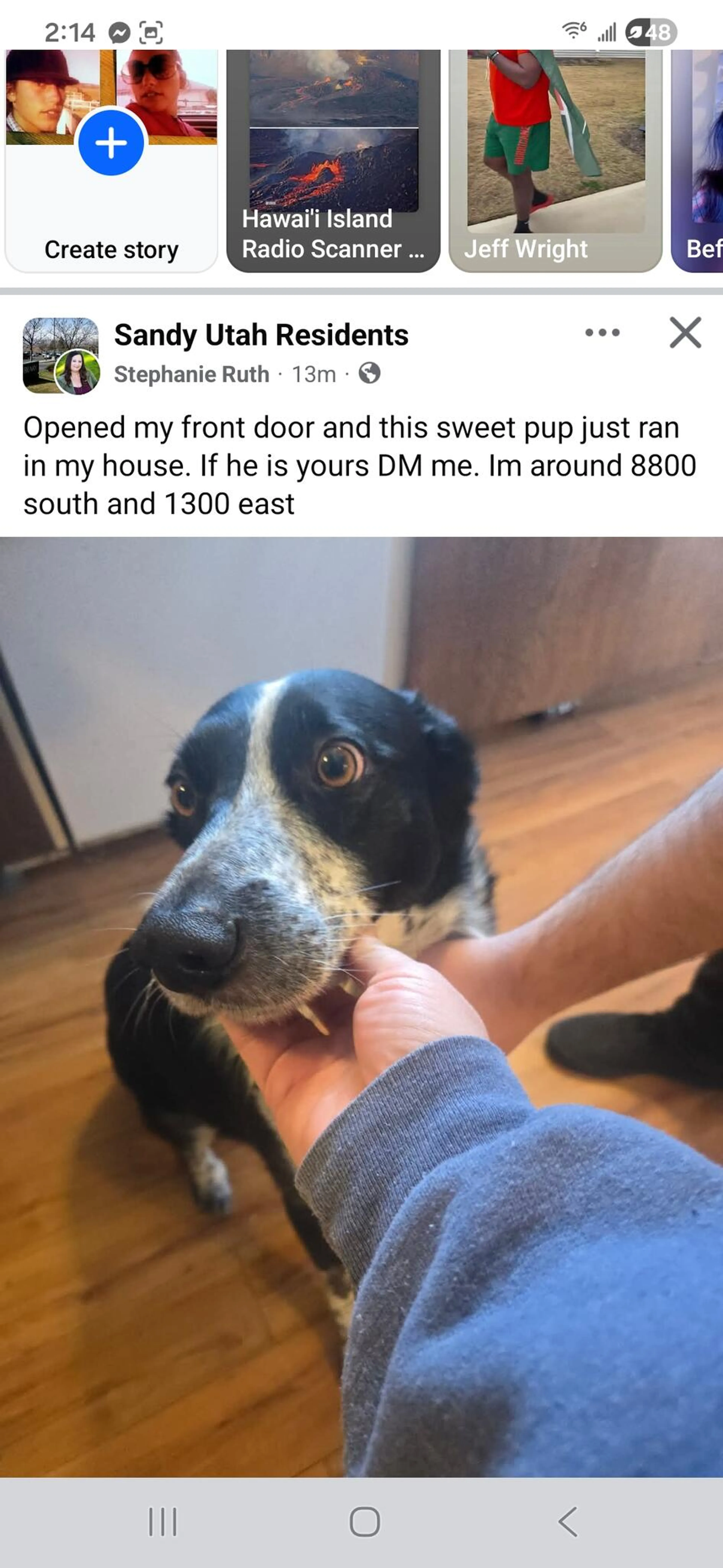 Found pet