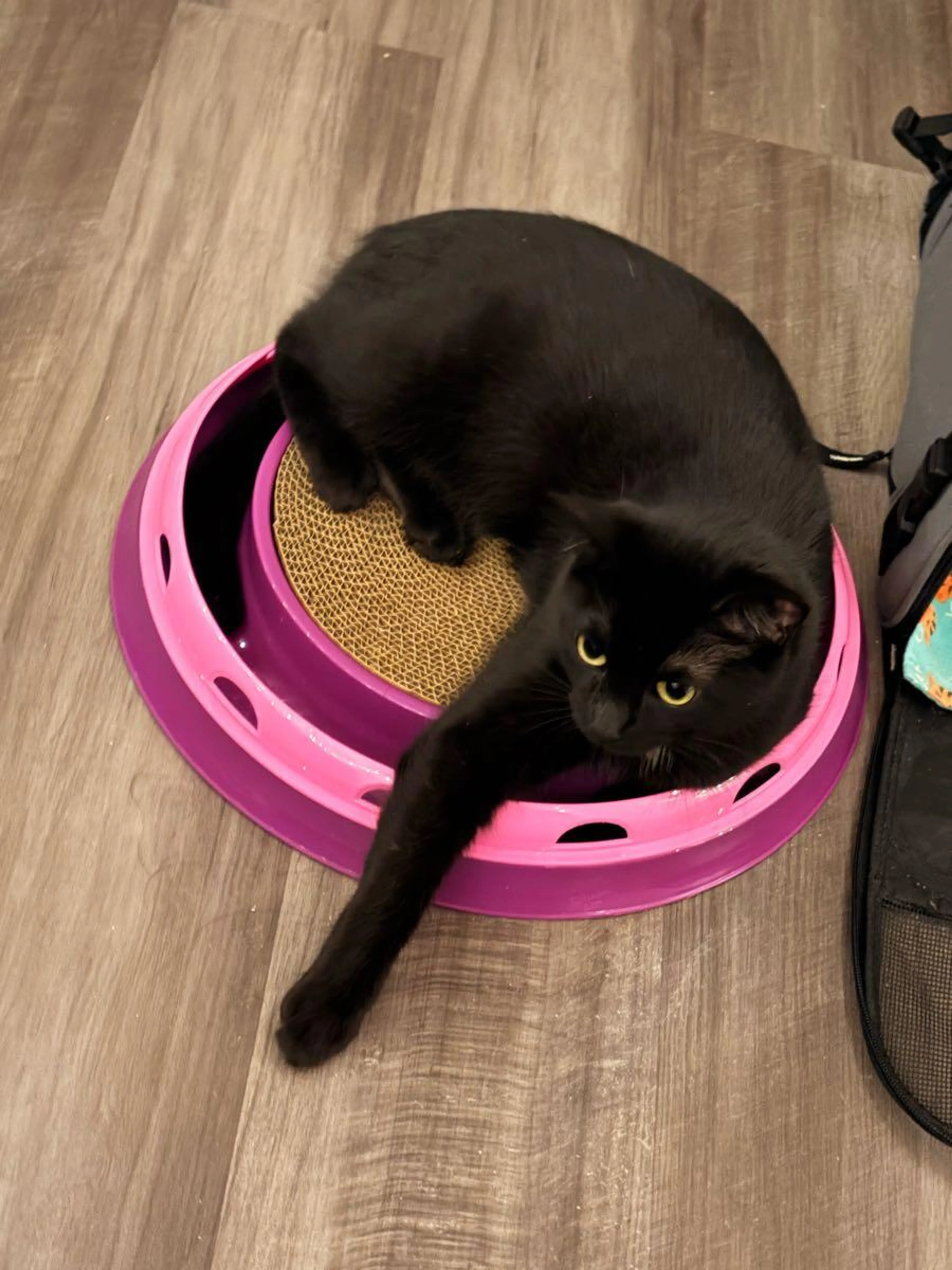 Lost pet