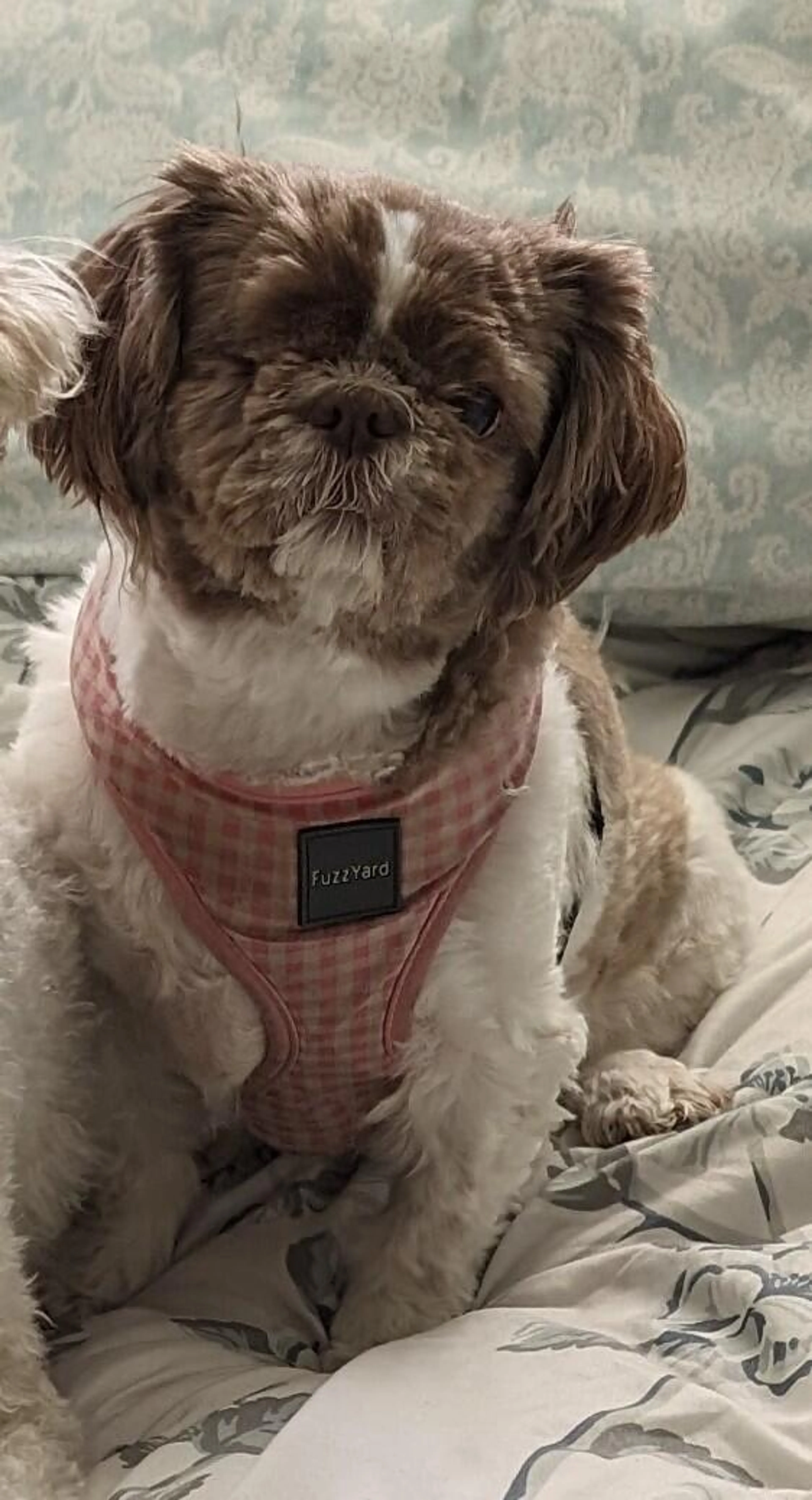cdn image
