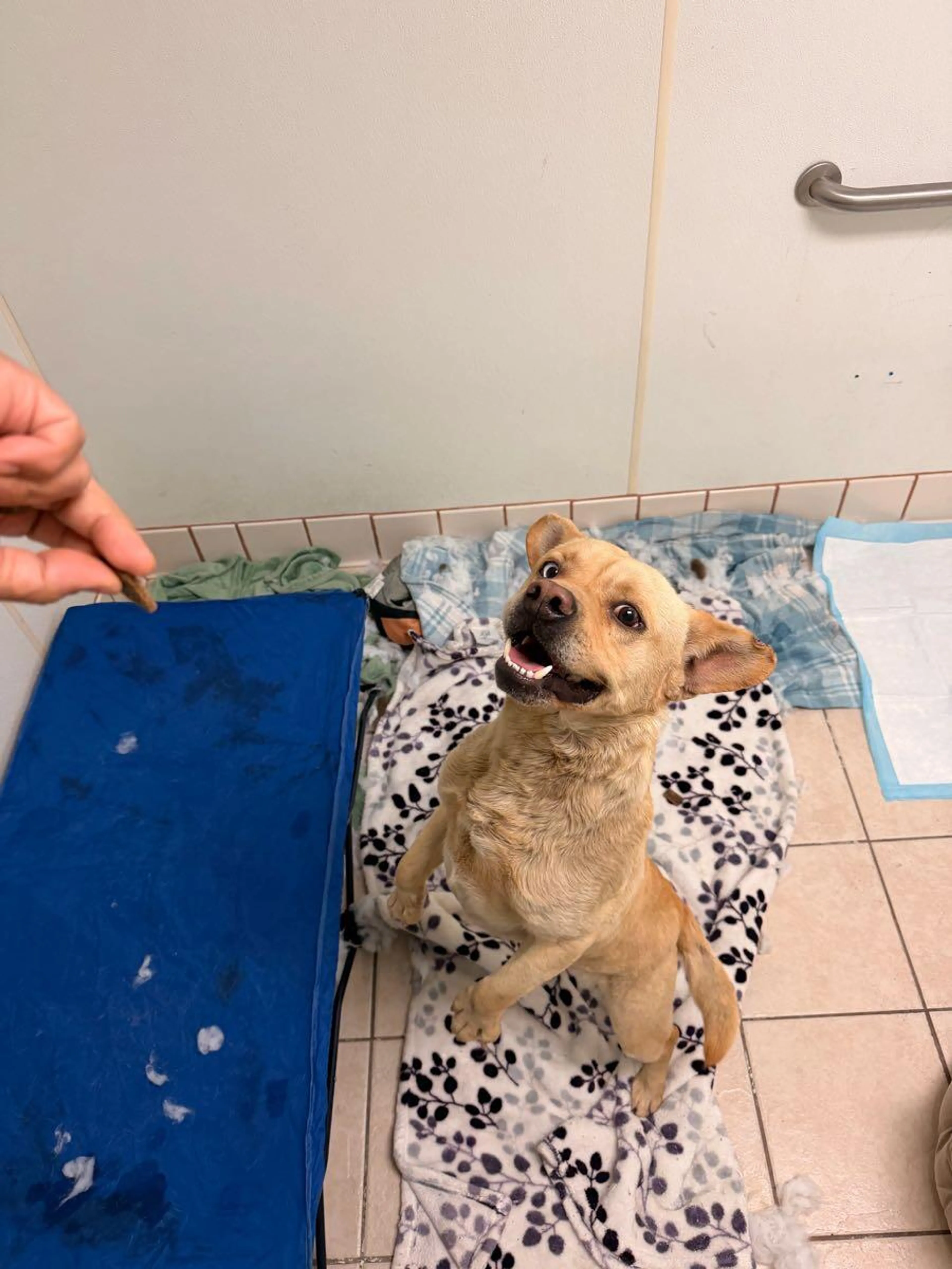 Found pet