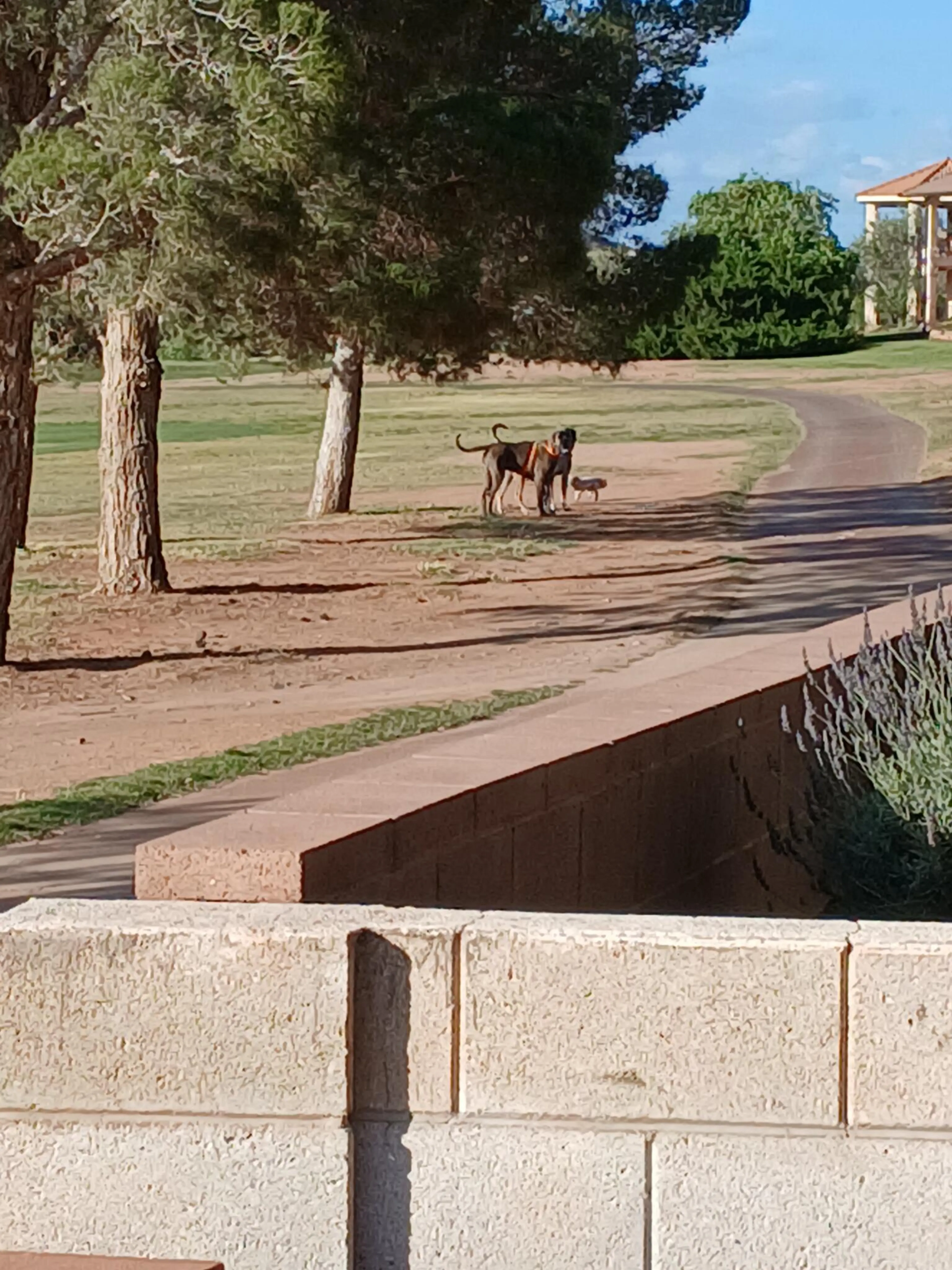 Found pet