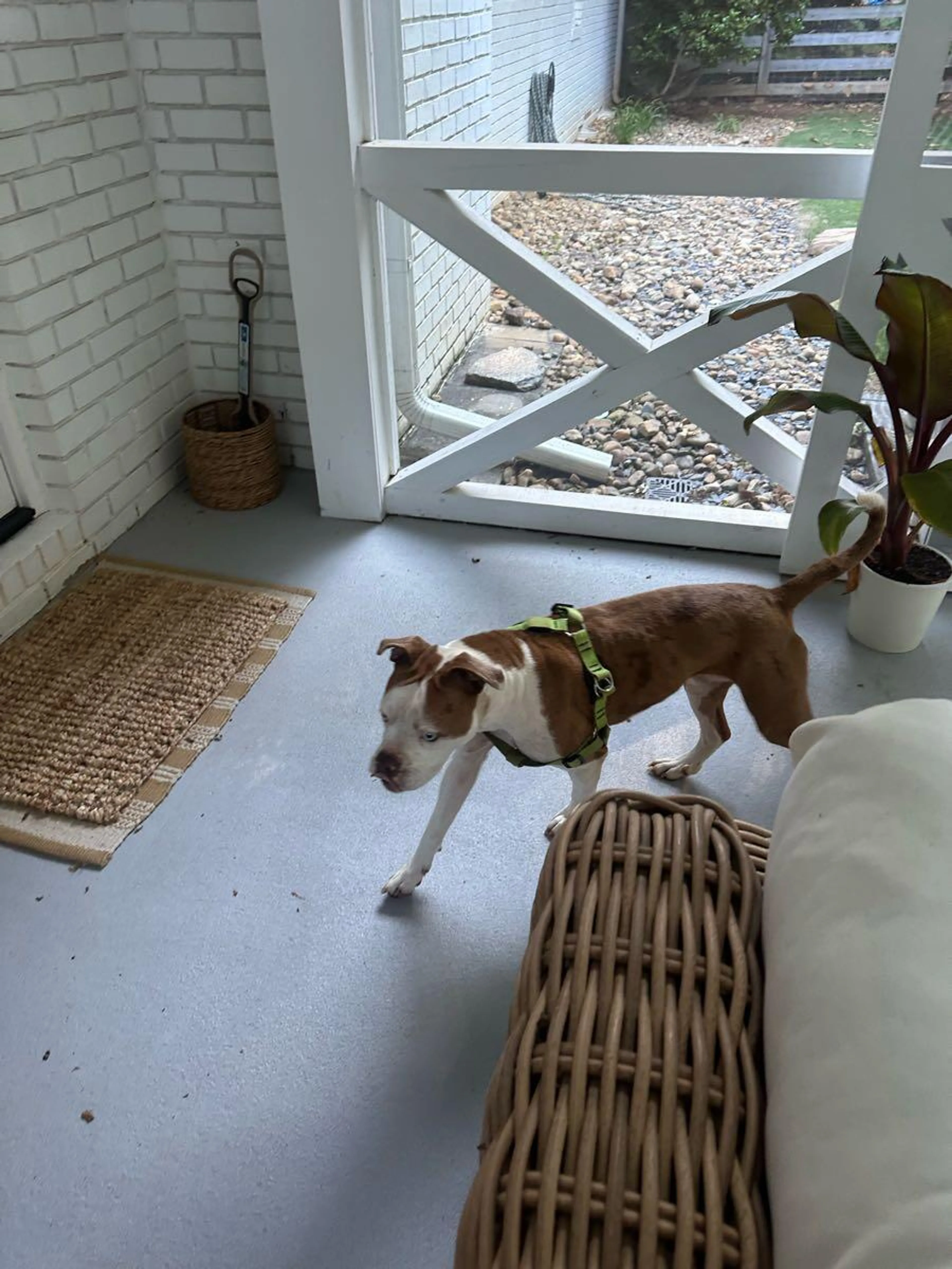 Found pet