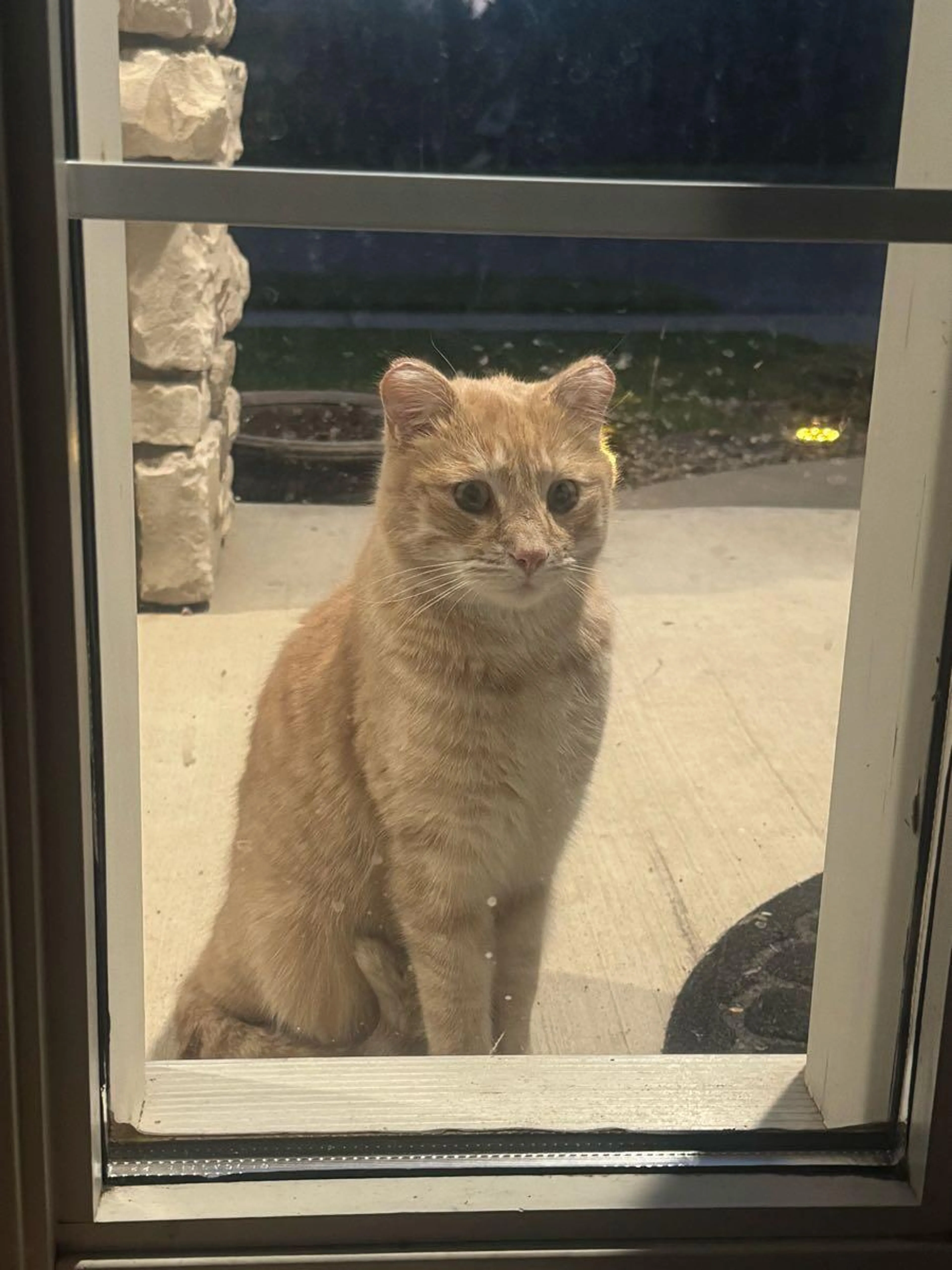 Lost pet