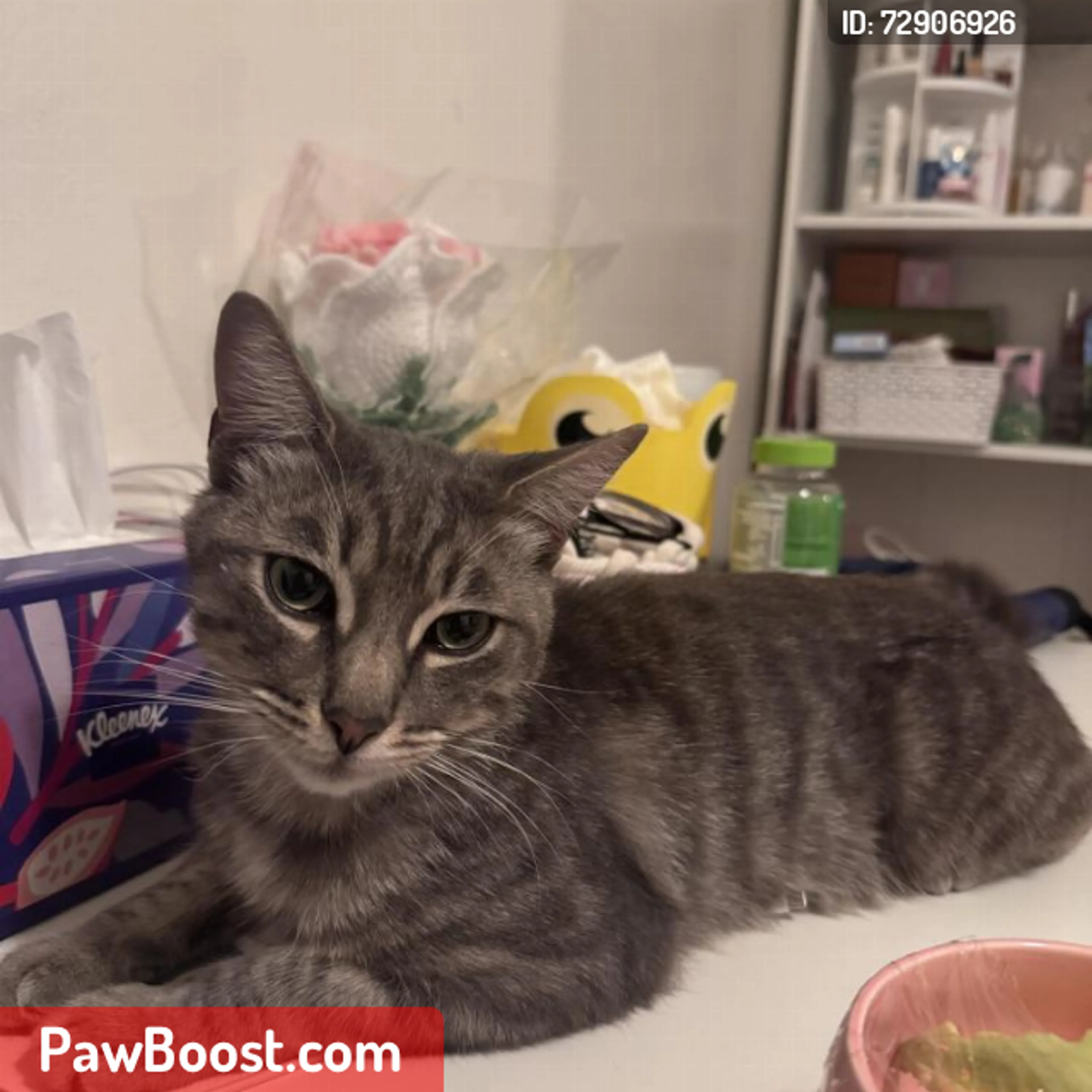 Lost pet