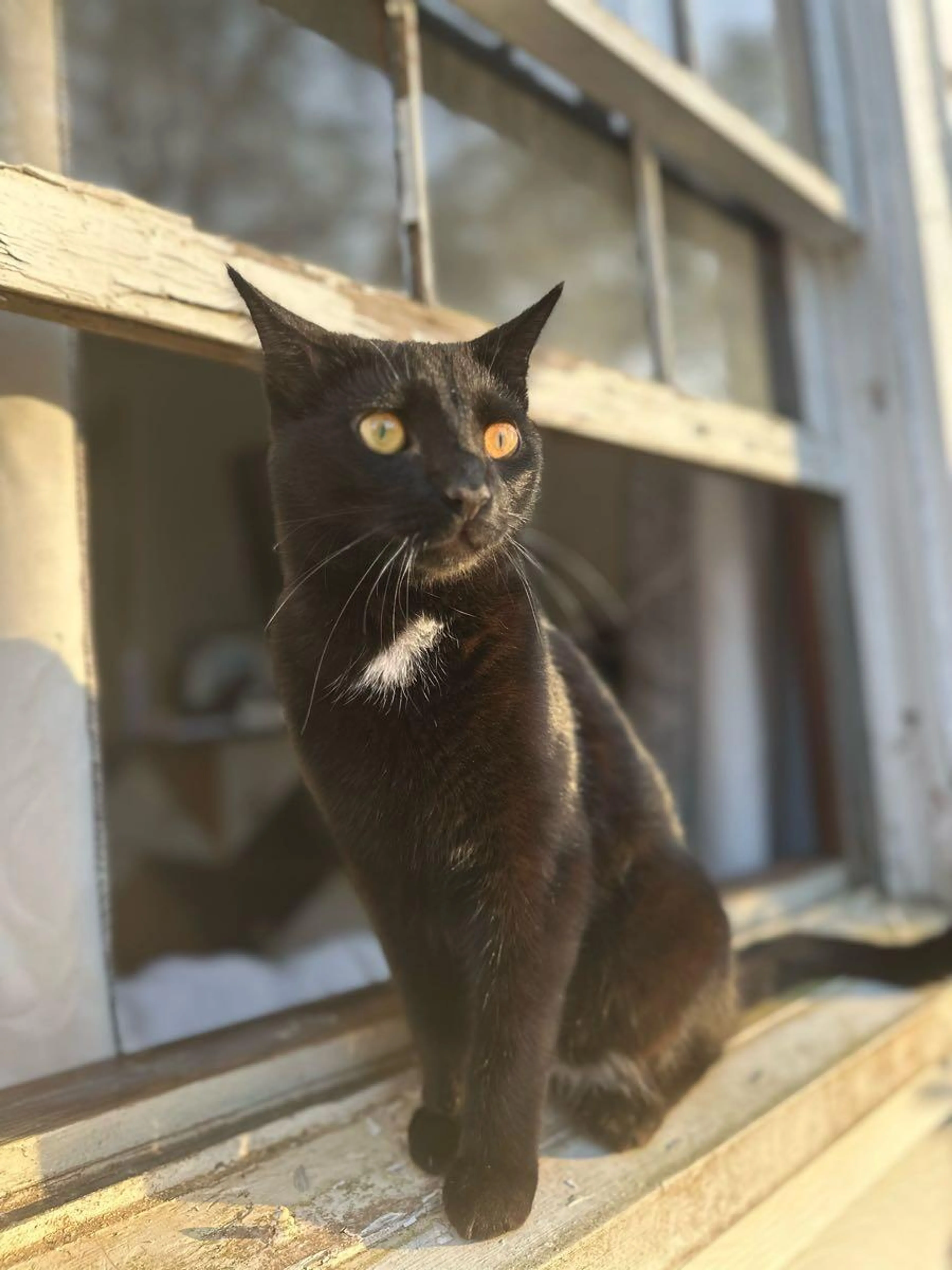Lost pet