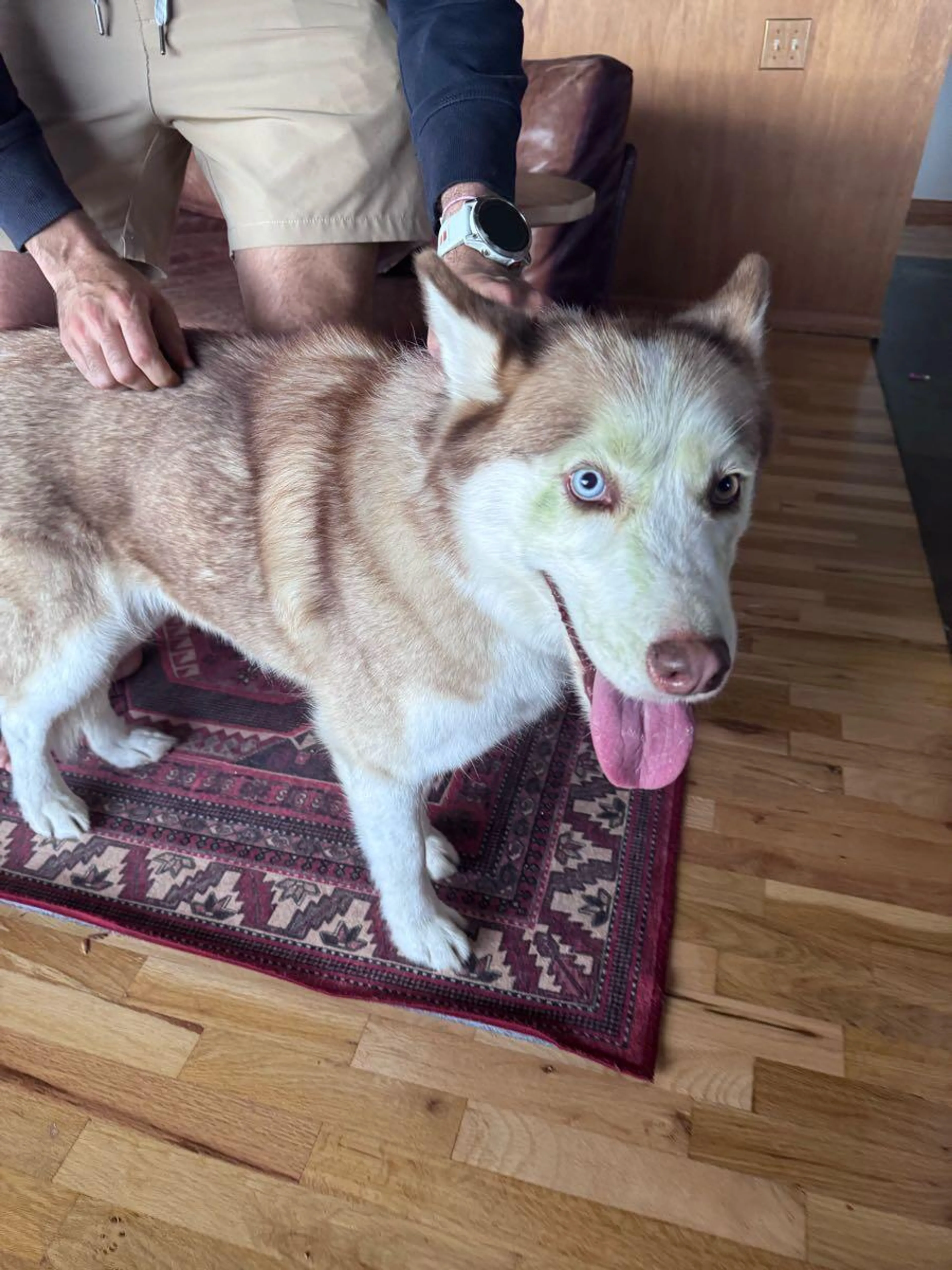 Found pet