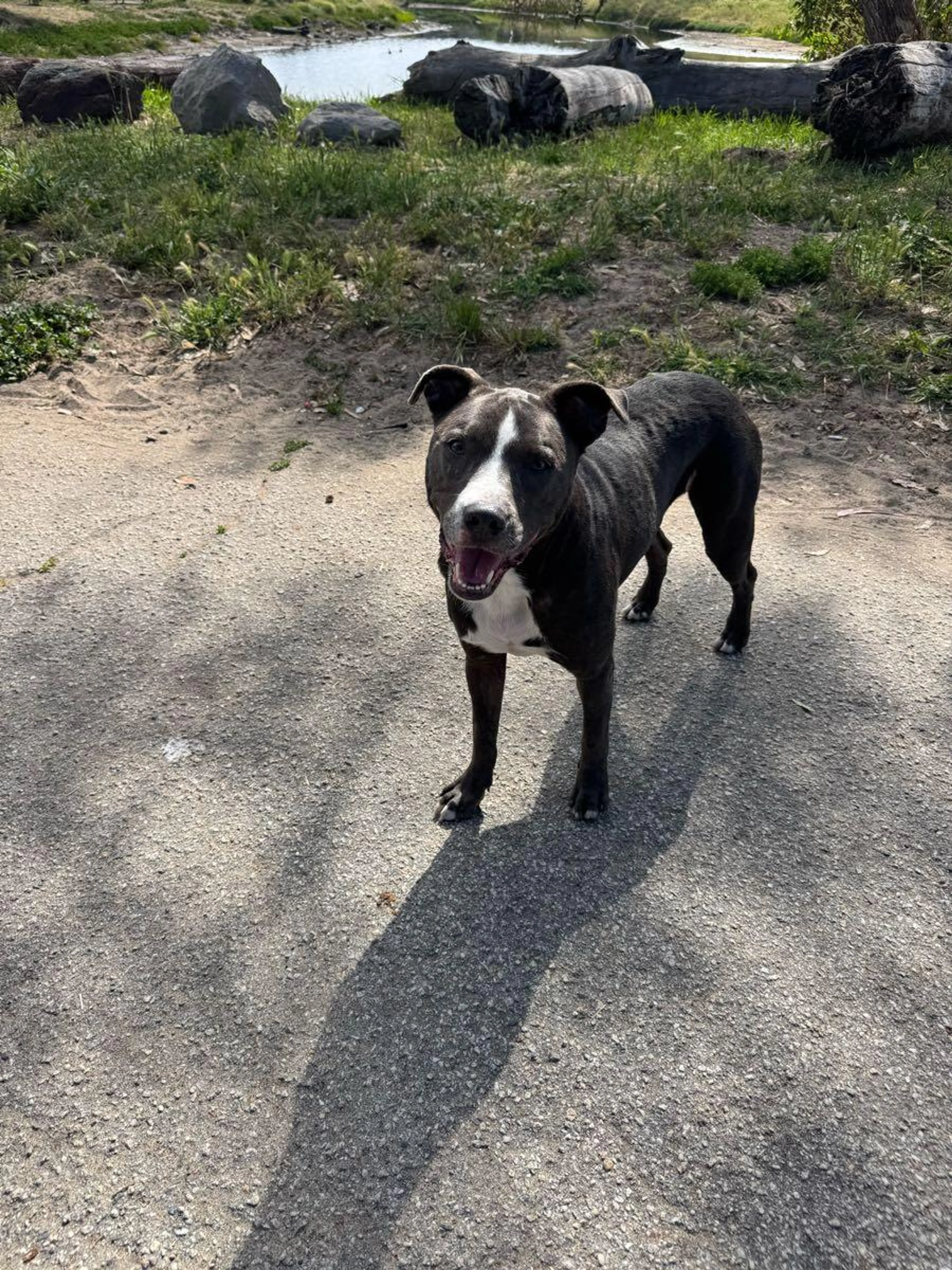Found pet