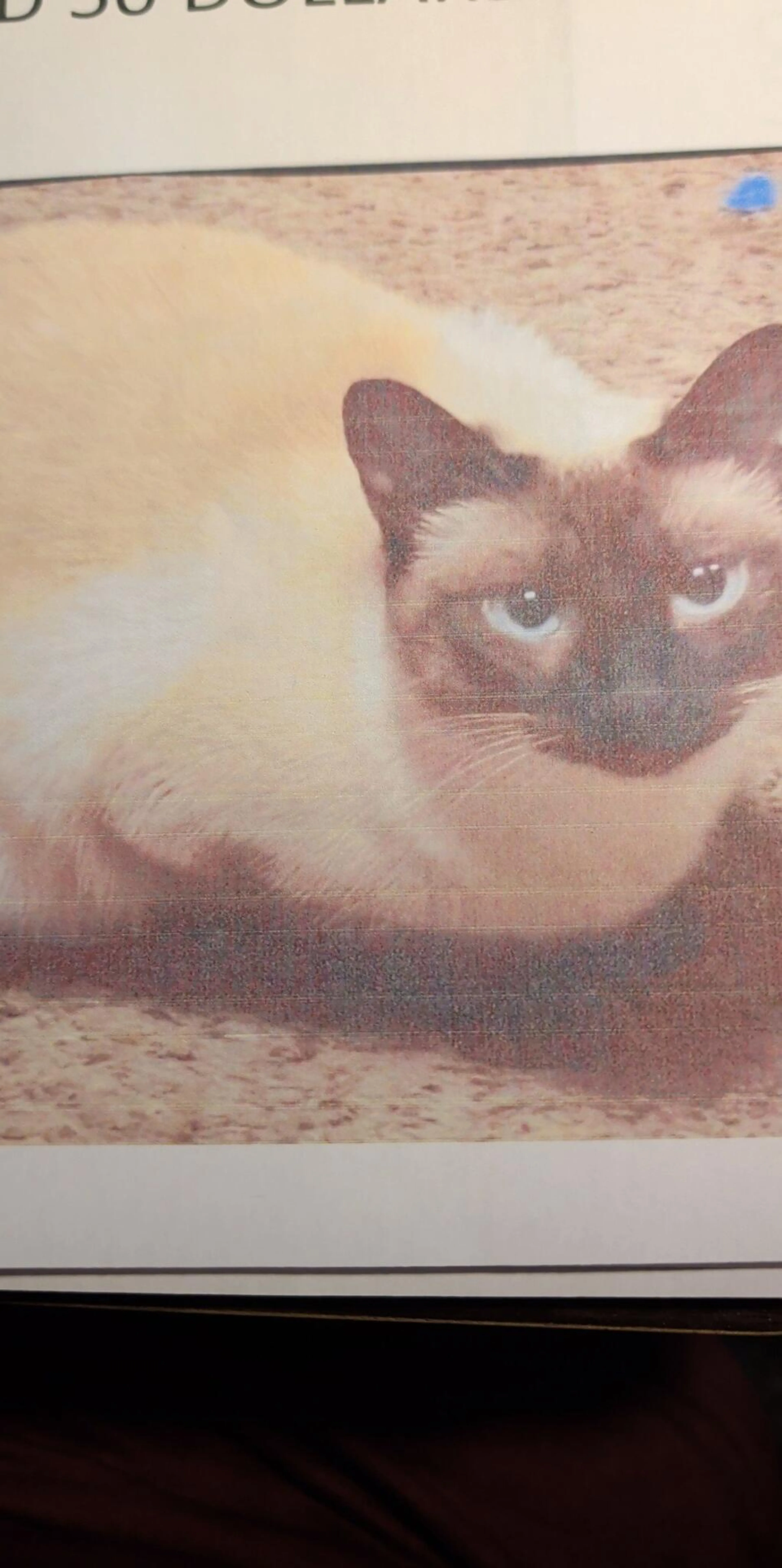 Lost pet
