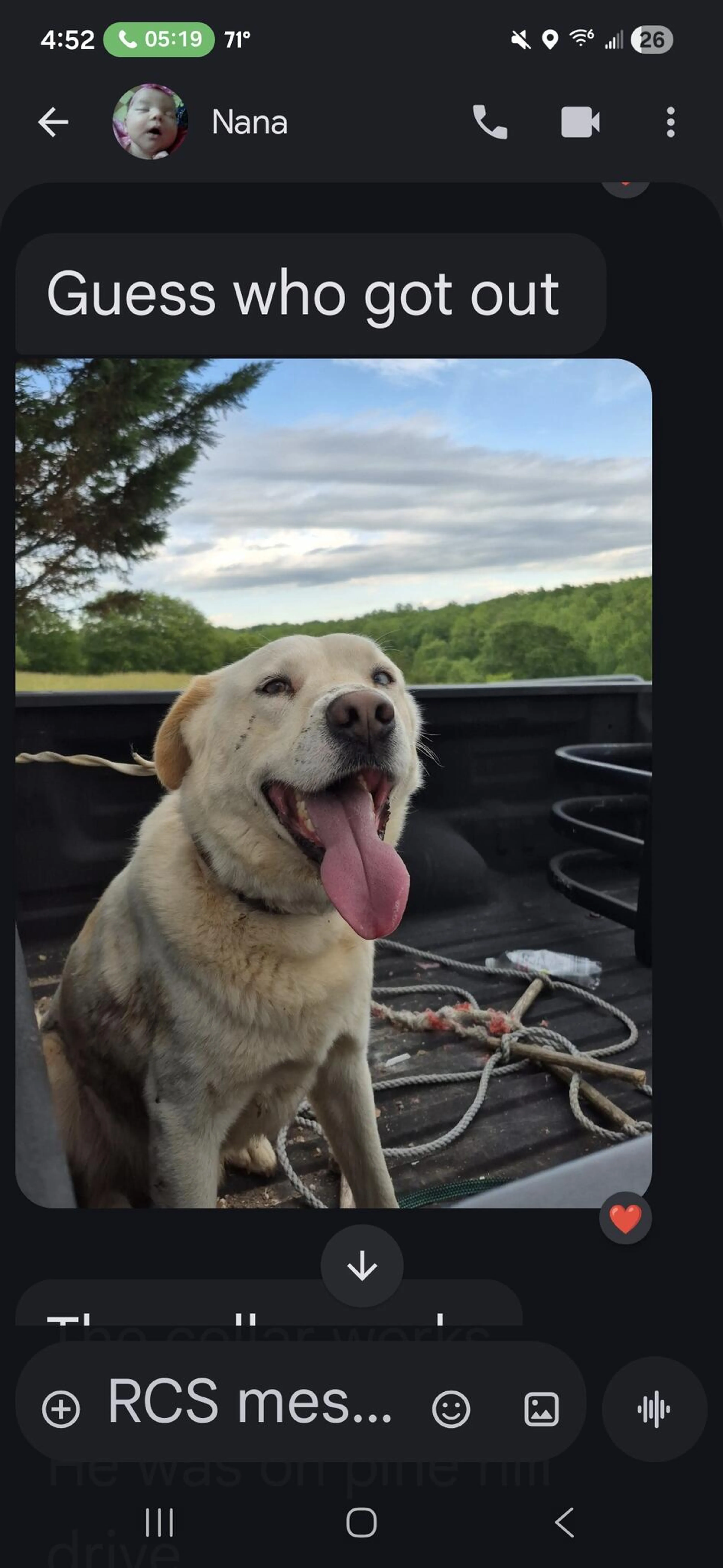 Lost pet