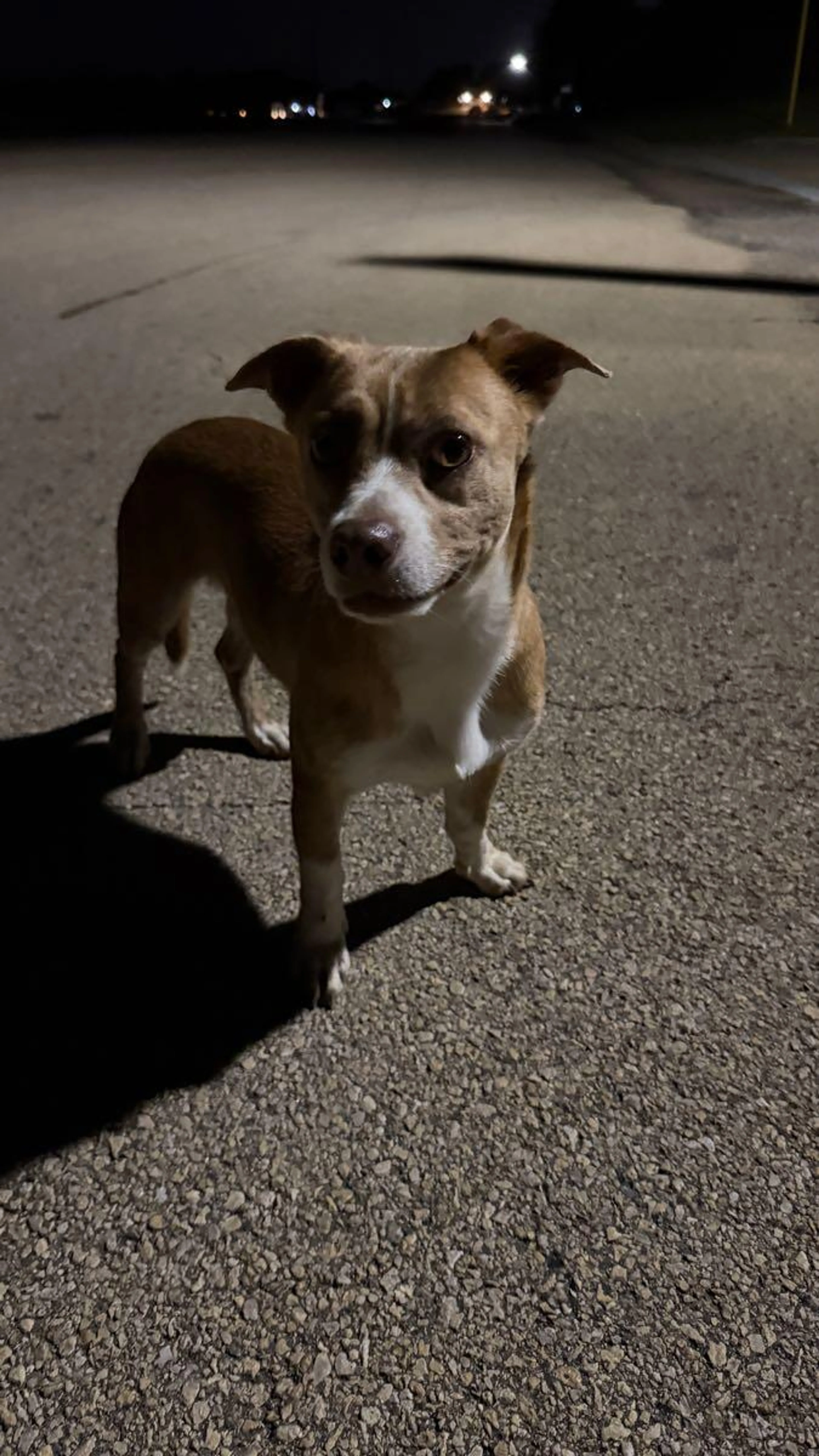 Found pet