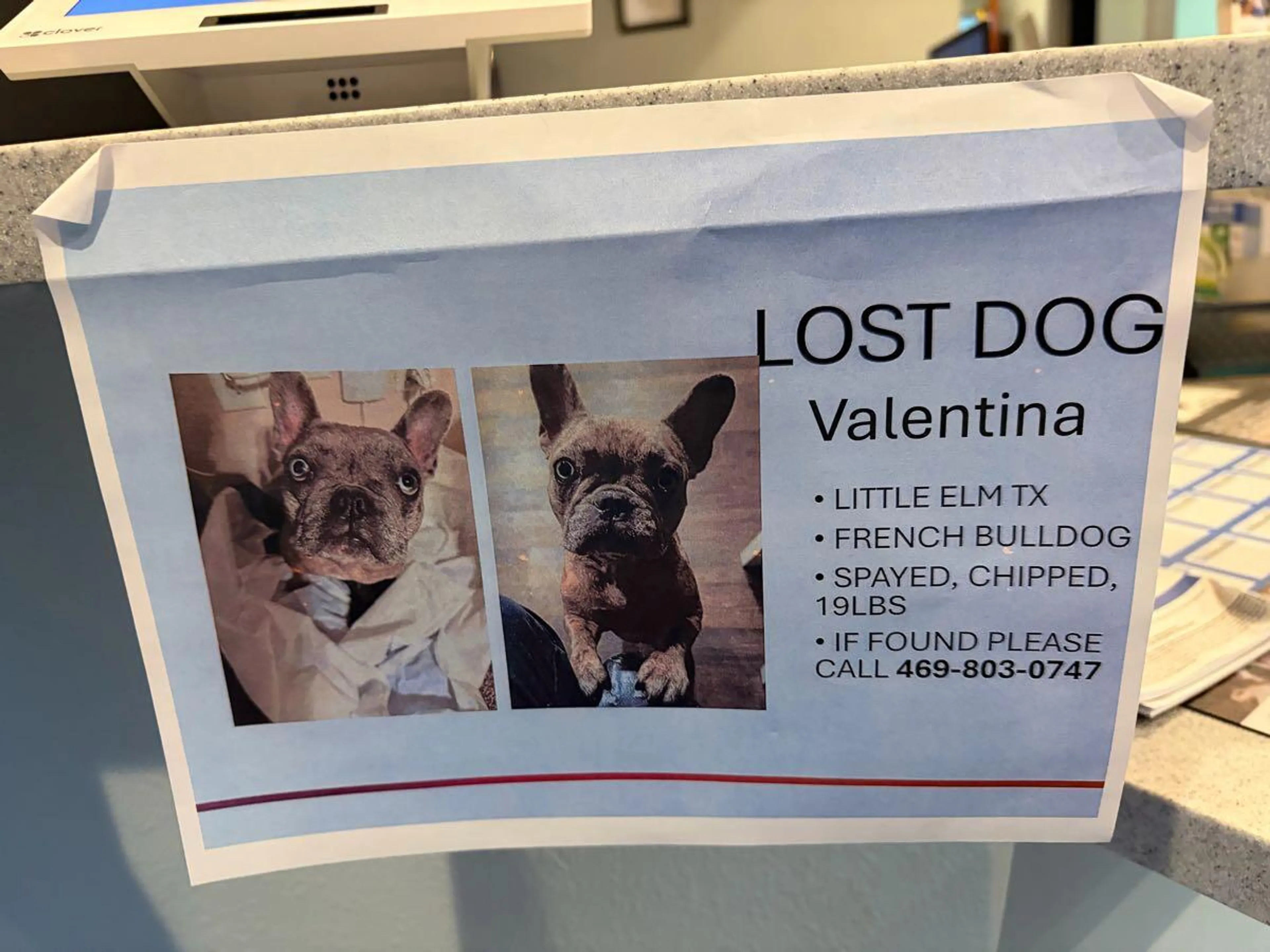 Lost pet
