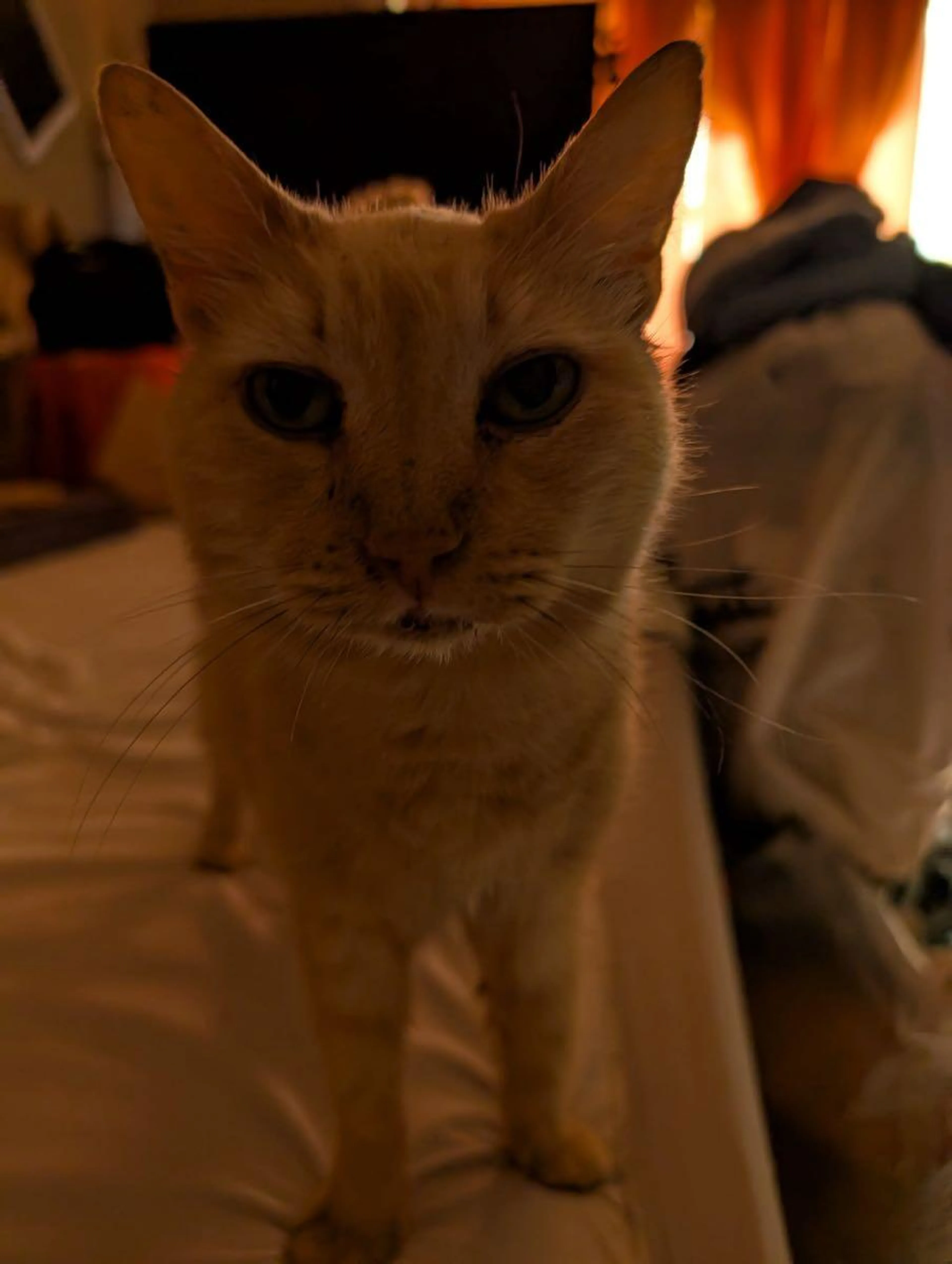 Lost pet