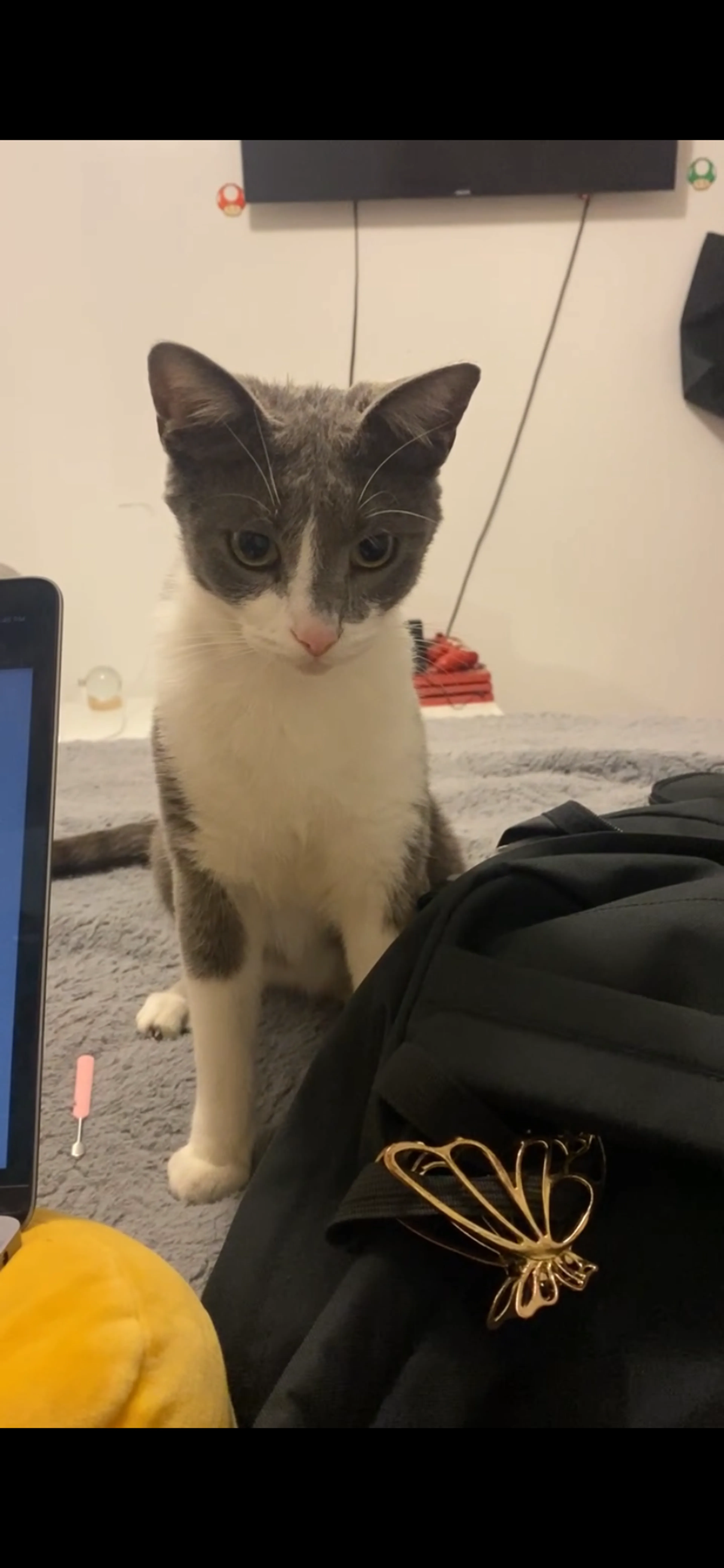 Lost pet