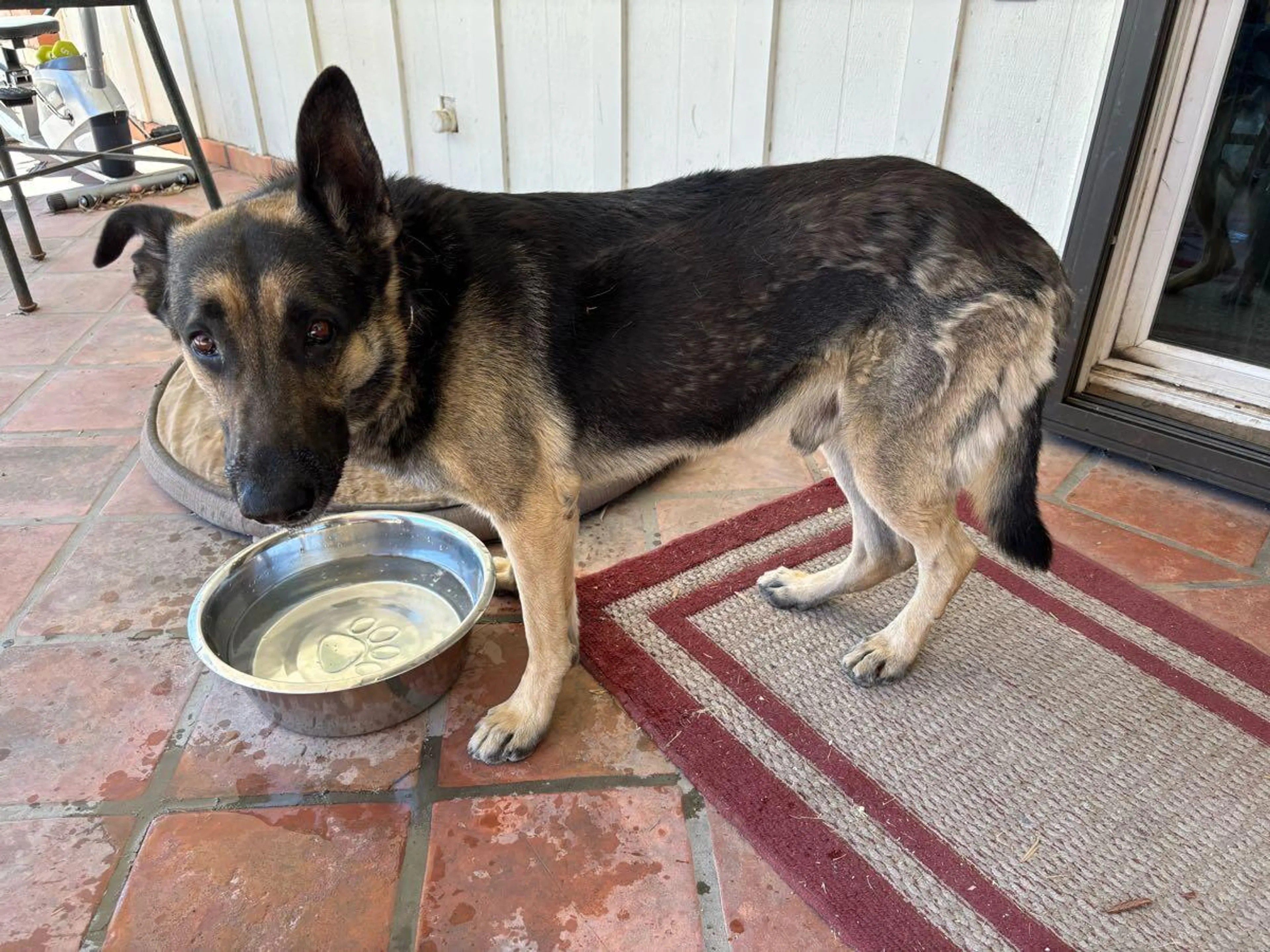 Found pet