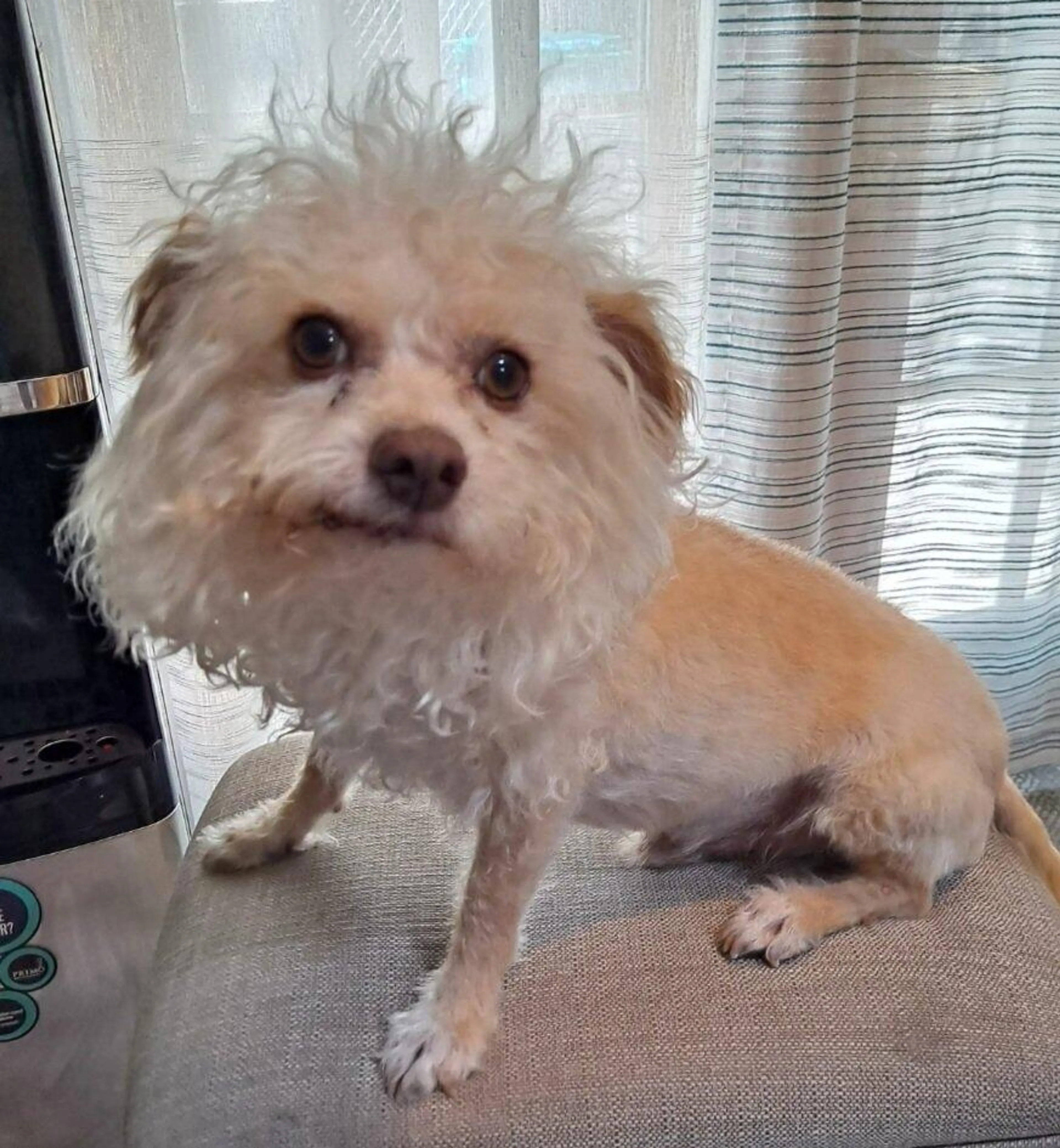 Lost pet