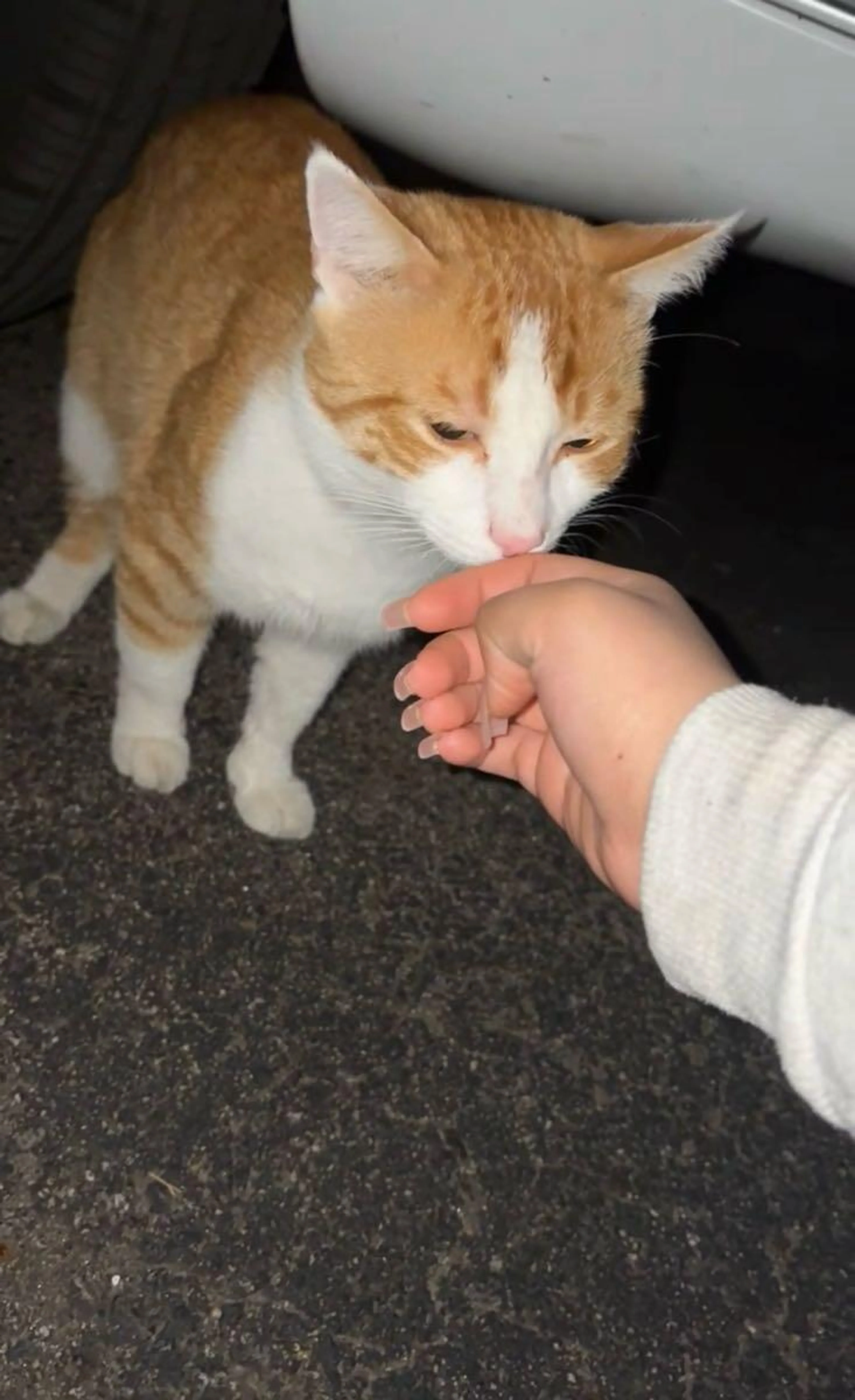 Found pet