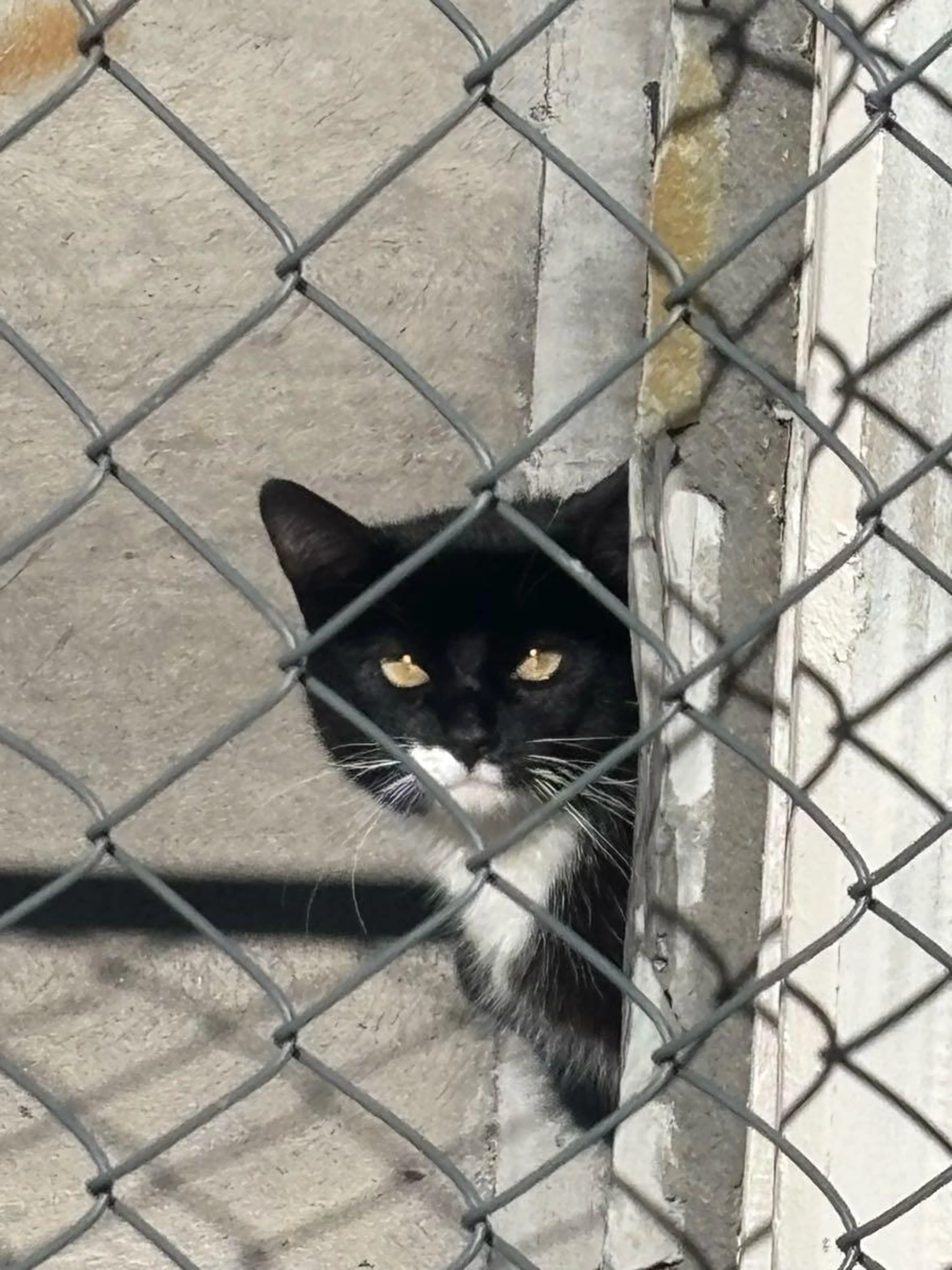 Found pet