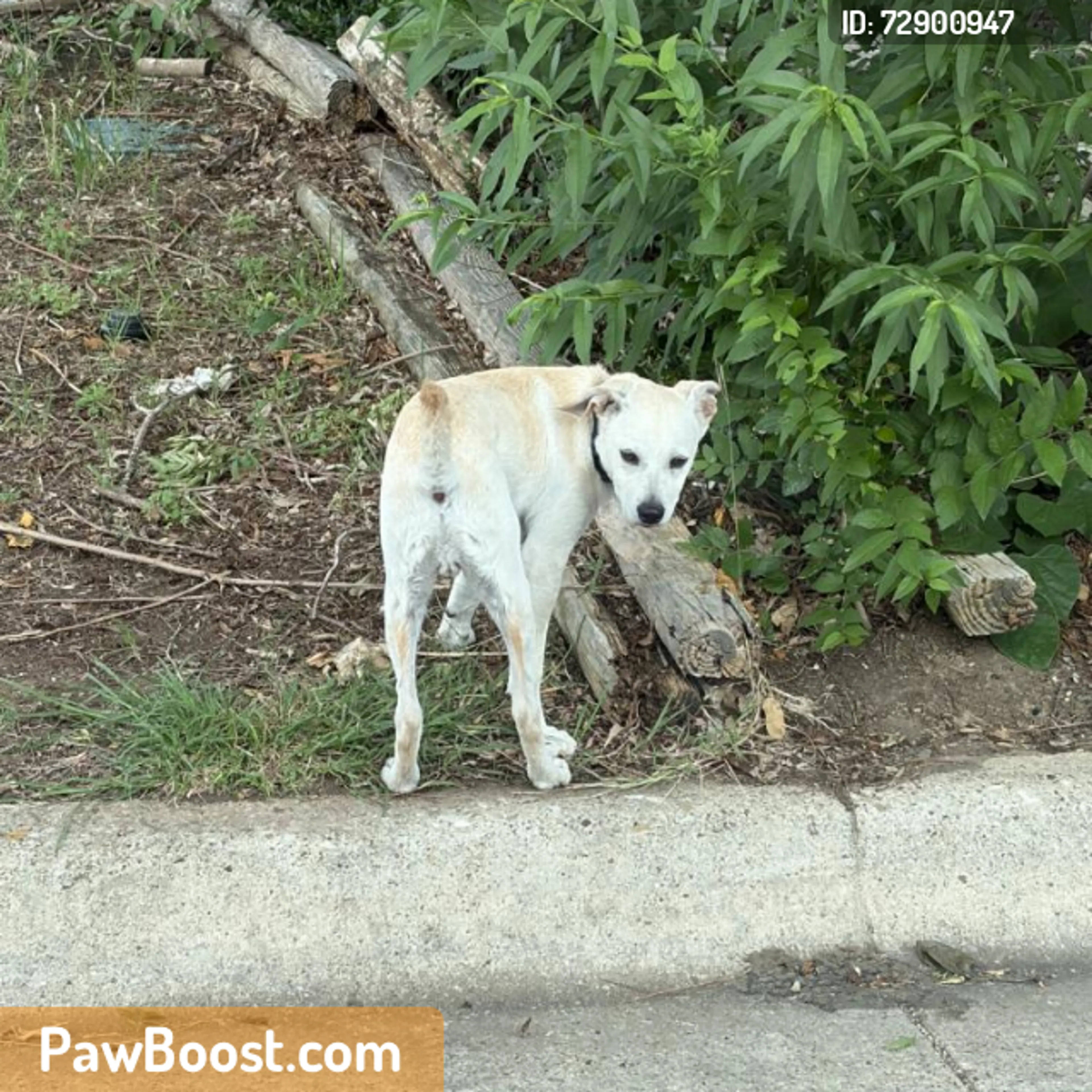 Found pet