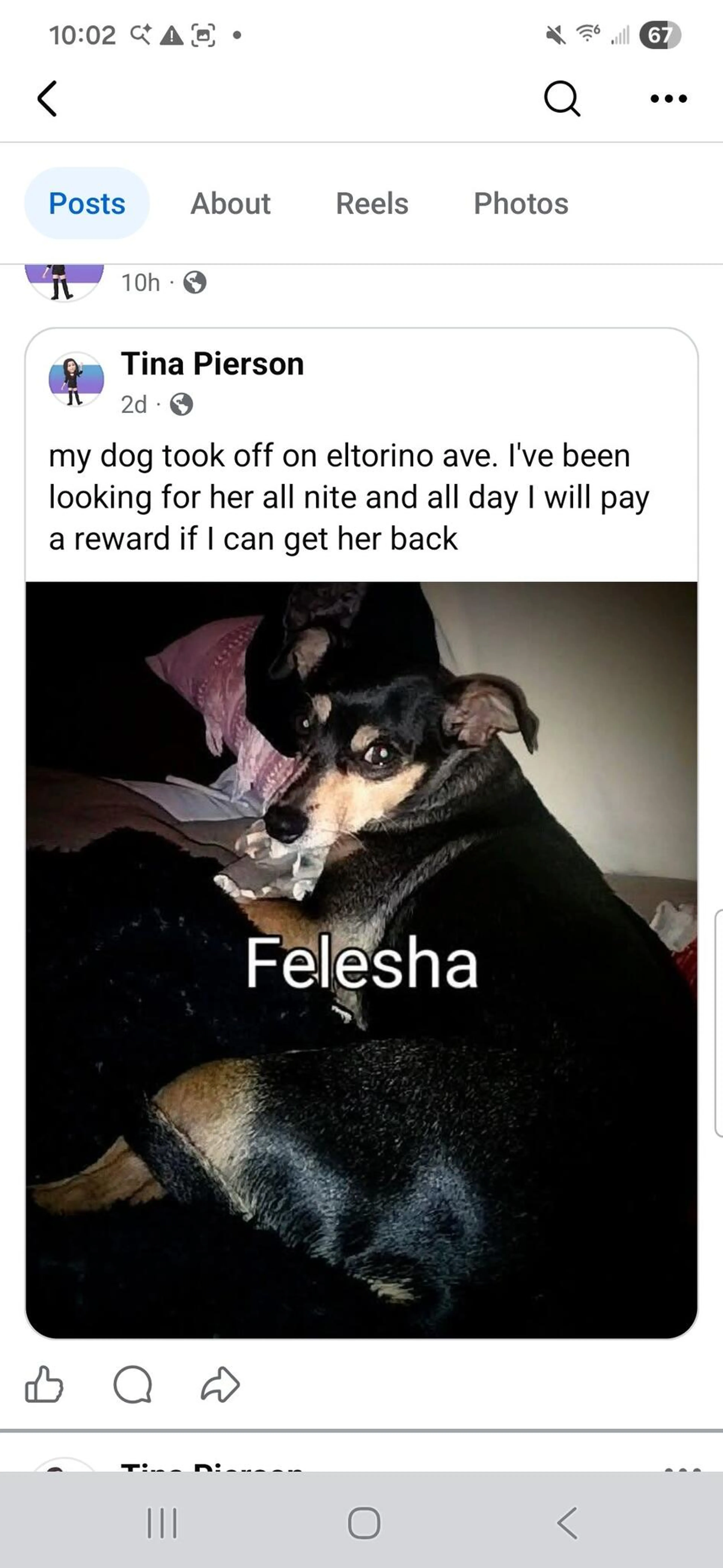 Lost pet